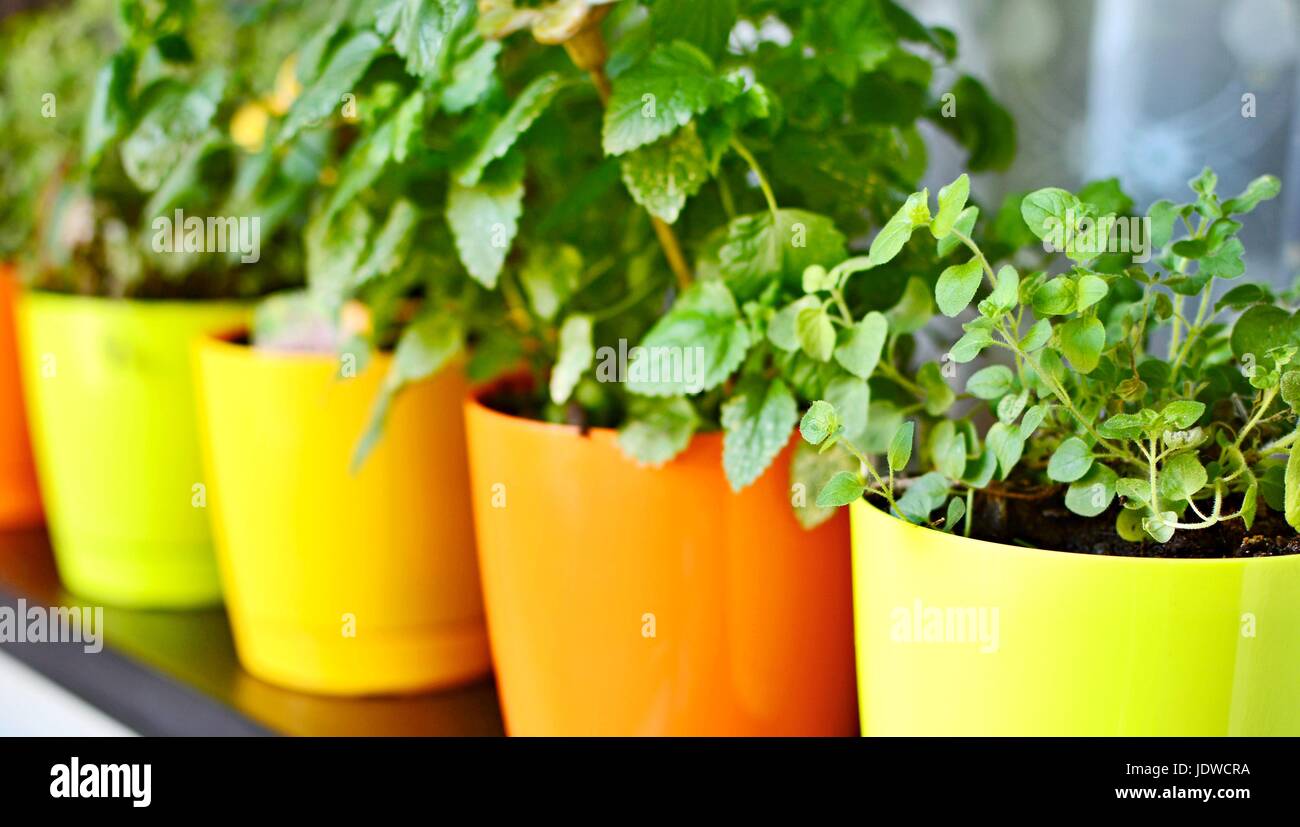 Orange and yellow decorative pots with fresh growing herbs. Stock Photo