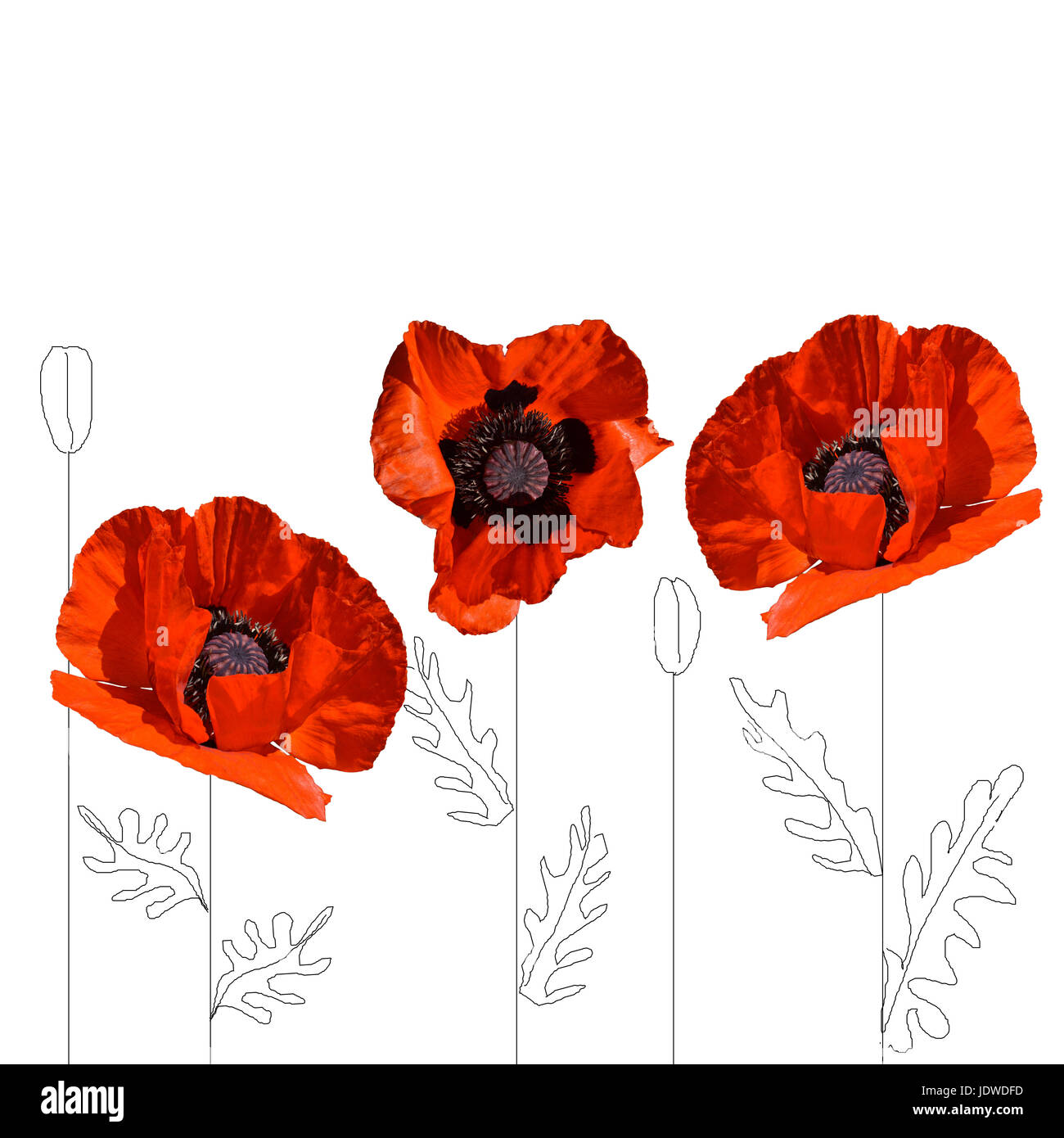 Red poppies bloom on Cut Out Stock Images & Pictures - Alamy
