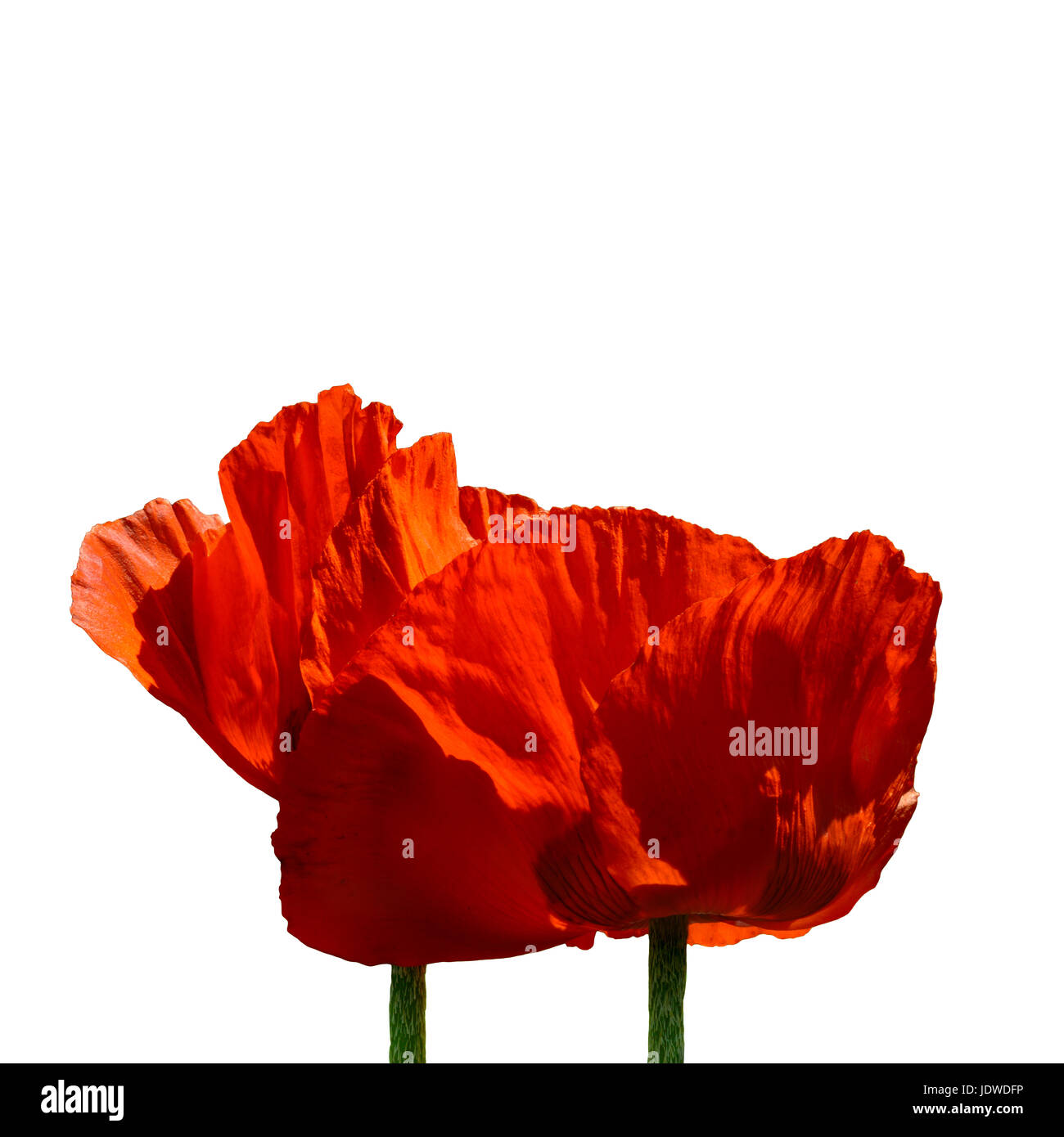 Flowers red poppies on Cut Out Stock Images & Pictures - Alamy
