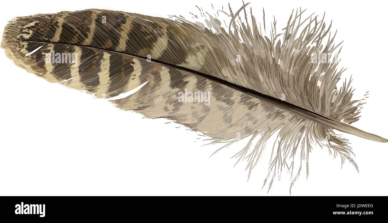 Pheasant feather Stock Vector