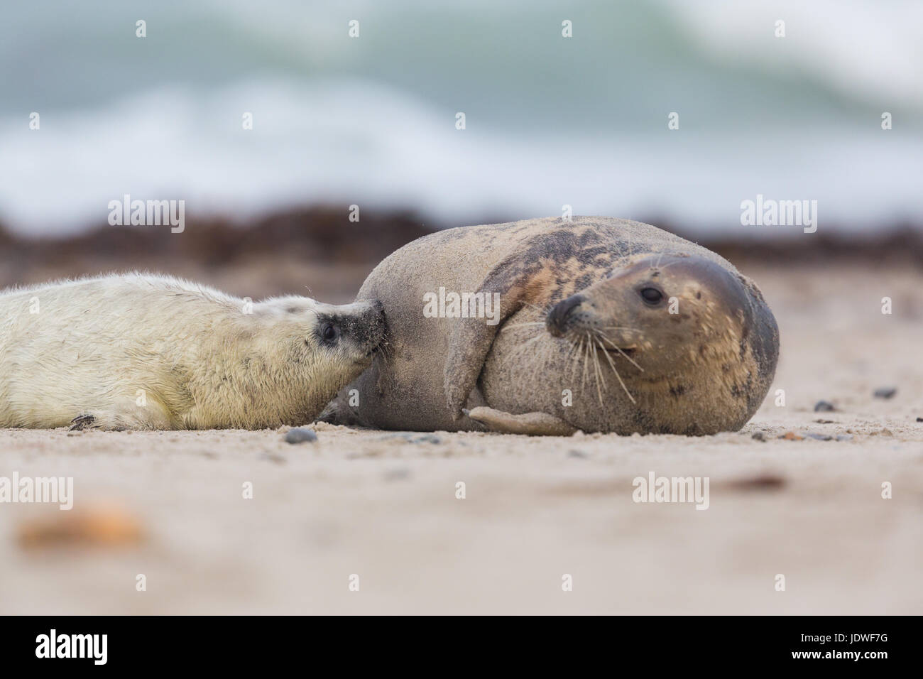 natural portrait of female gray seal (Halichoerus grypus) lactating baby seal on sand beach Stock Photo