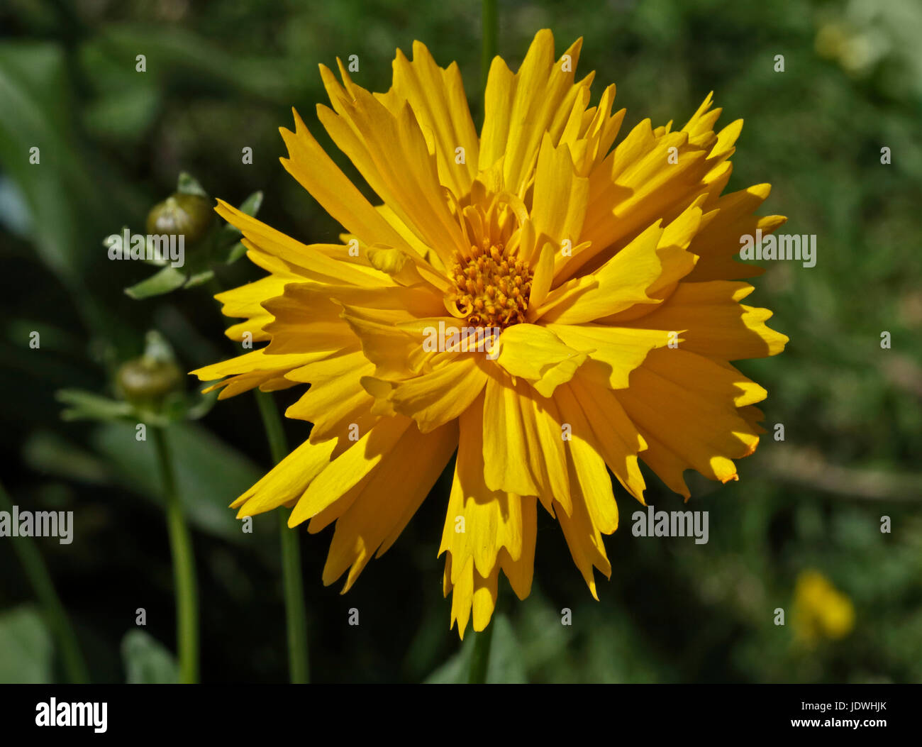 Coreopsis Sunray Stock Photo