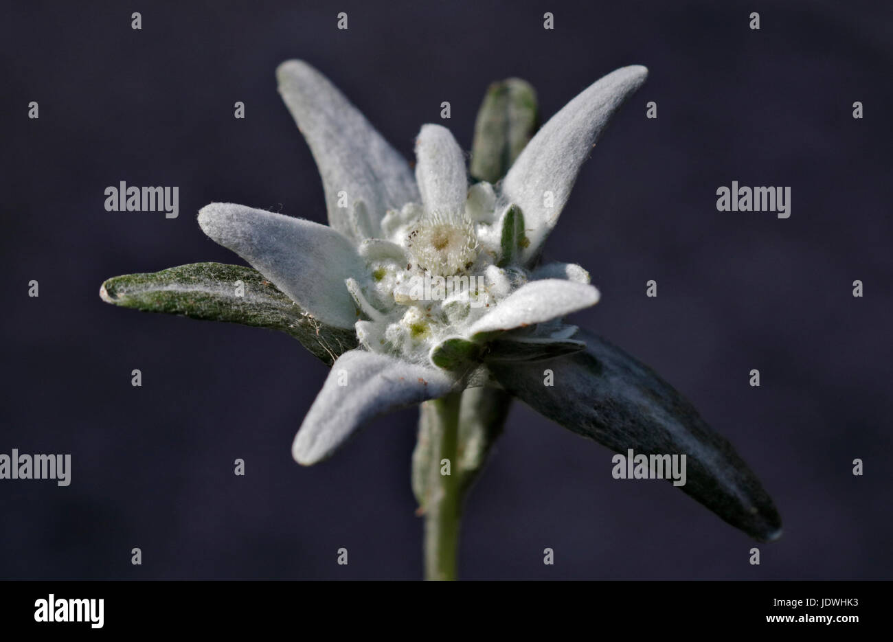 Edelweiss Flower (leontopodium) Stock Photo