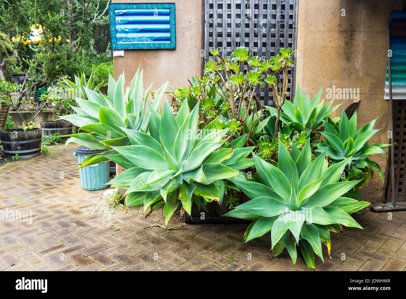 Australian succulents hires stock photography and images Alamy