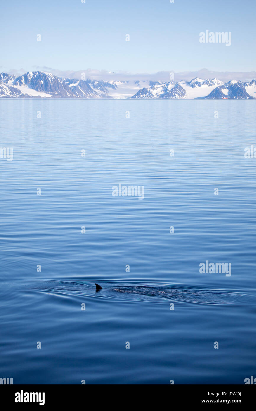 Whale minke norway hi-res stock photography and images - Alamy