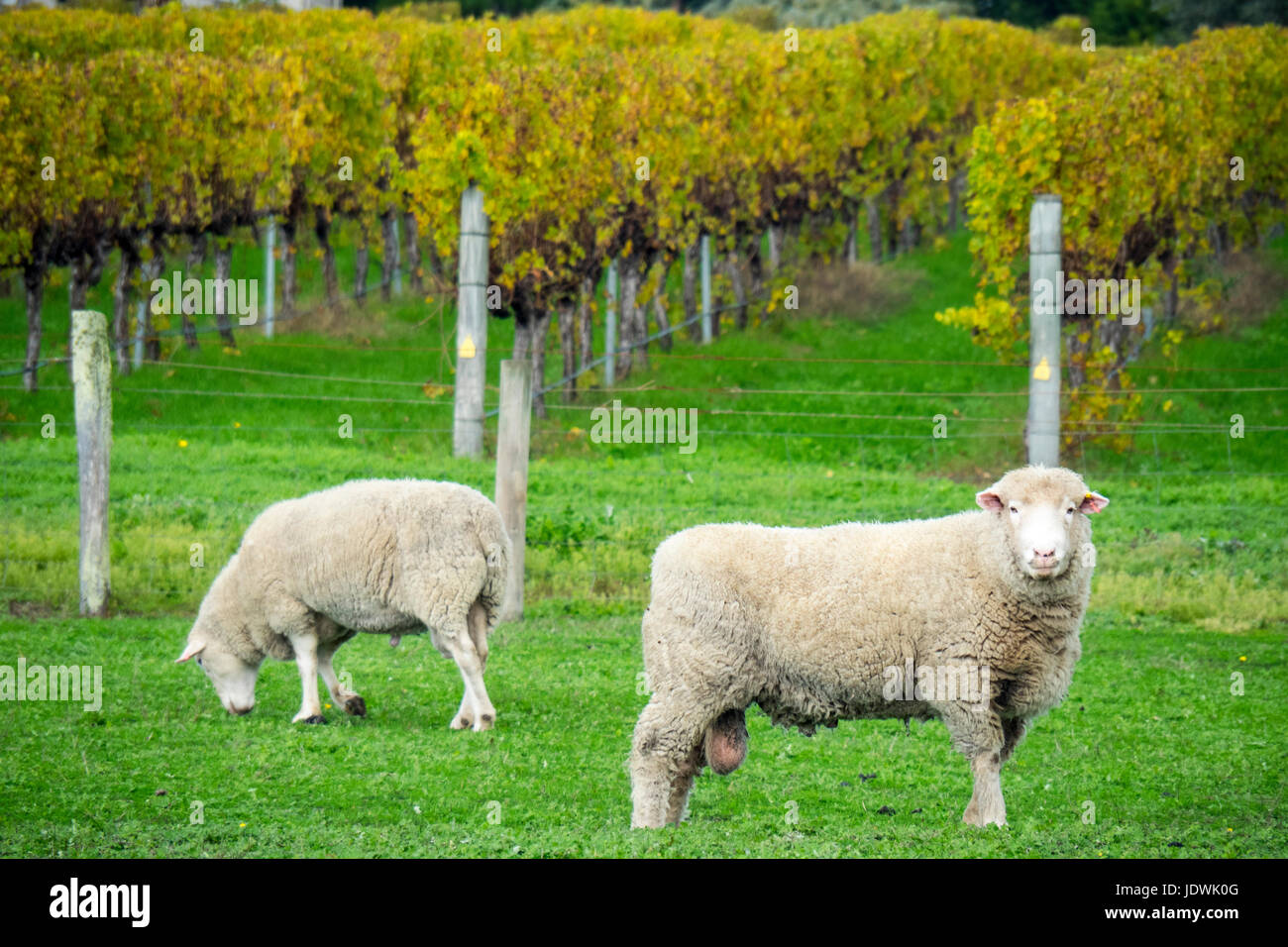 Sheep grazing on lawn at Brookwood vineyard and winery Stock Photo Alamy