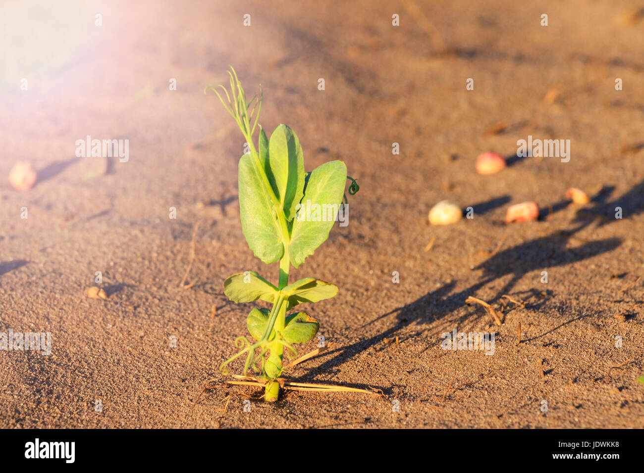 Soil vegetable selection hires stock photography and images Alamy