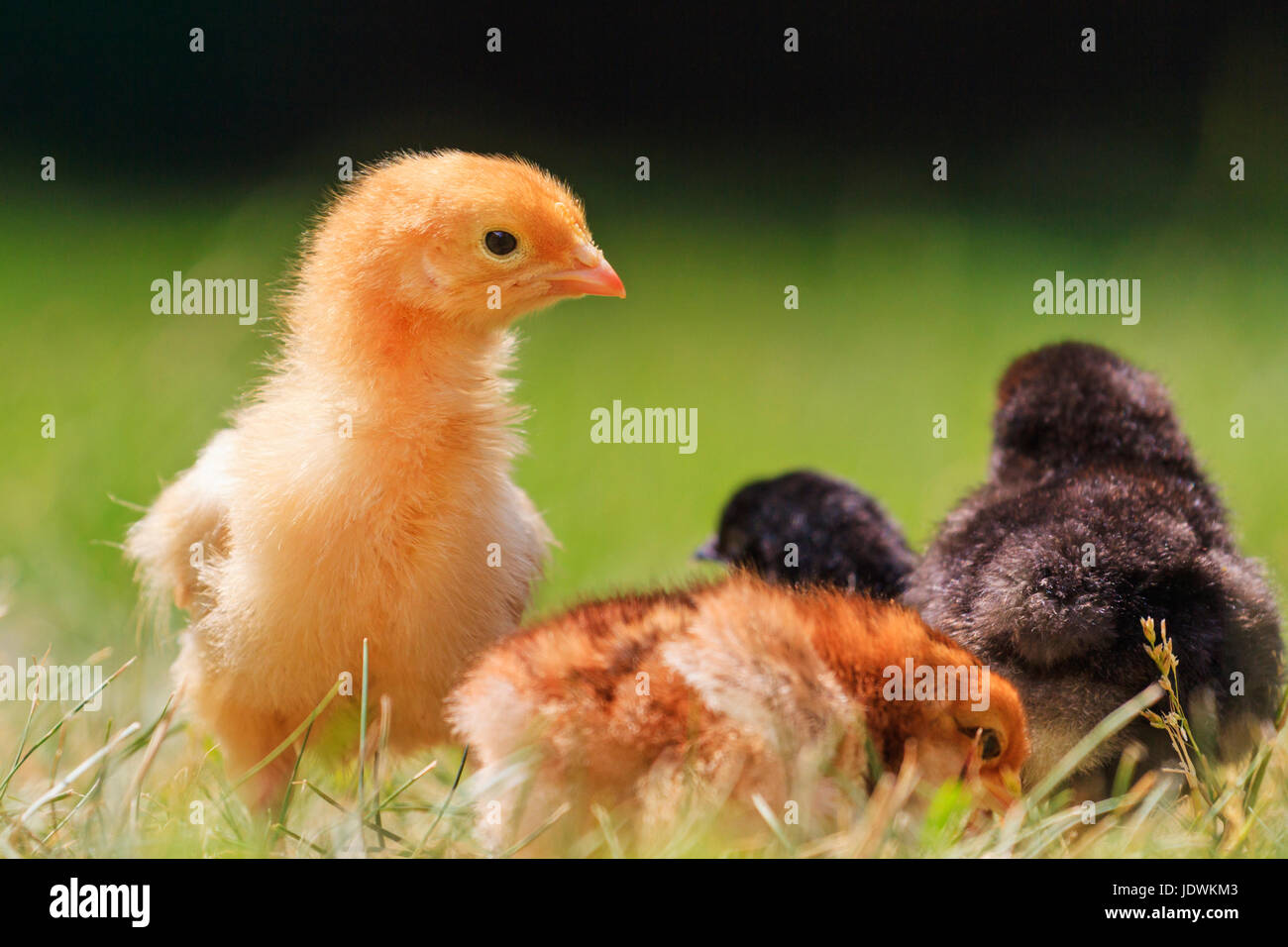 group of chickens breeds under sunlight,farm animals ,Baby animals Stock Photo