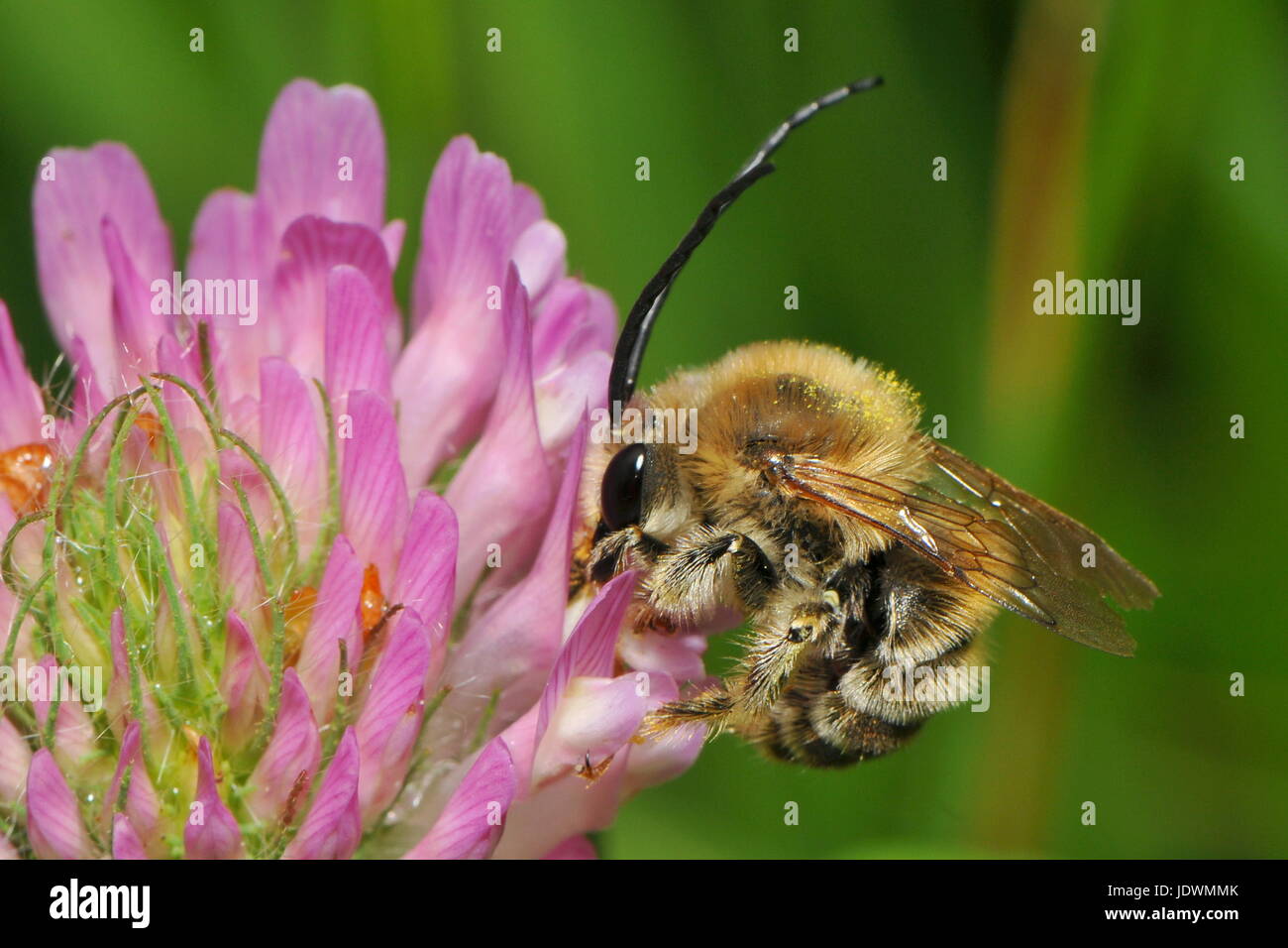 little busy bee Stock Photo Alamy