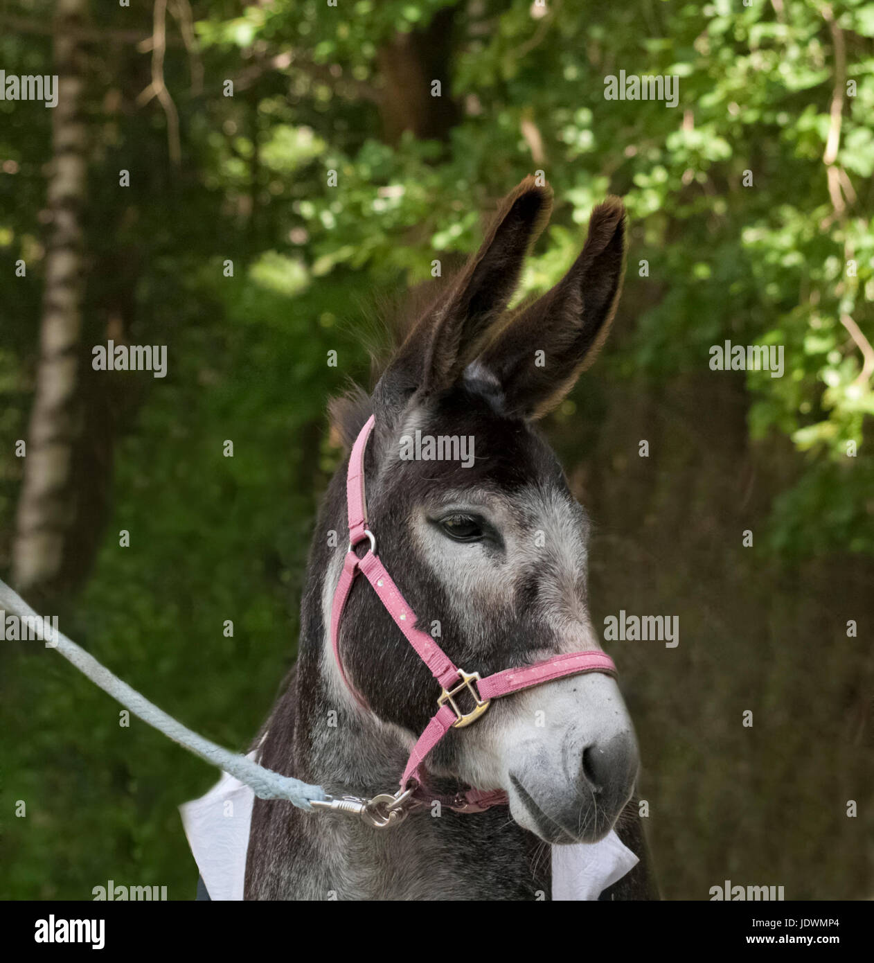 Donkey with long ears hi-res stock photography and images - Alamy