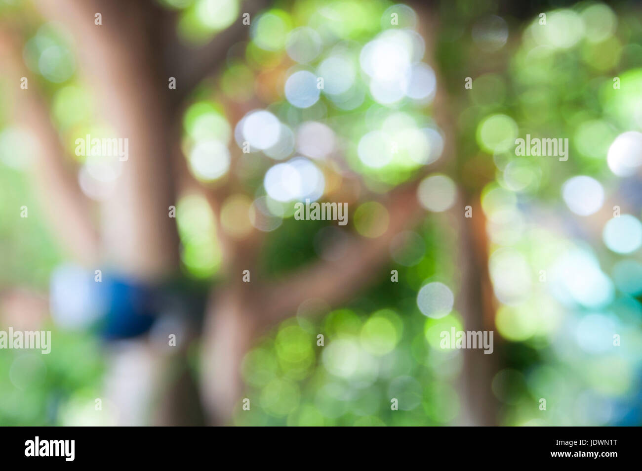 blurred of fresh healthy green bio background with abstract blurred foliage and bright summer sunlight Stock Photo