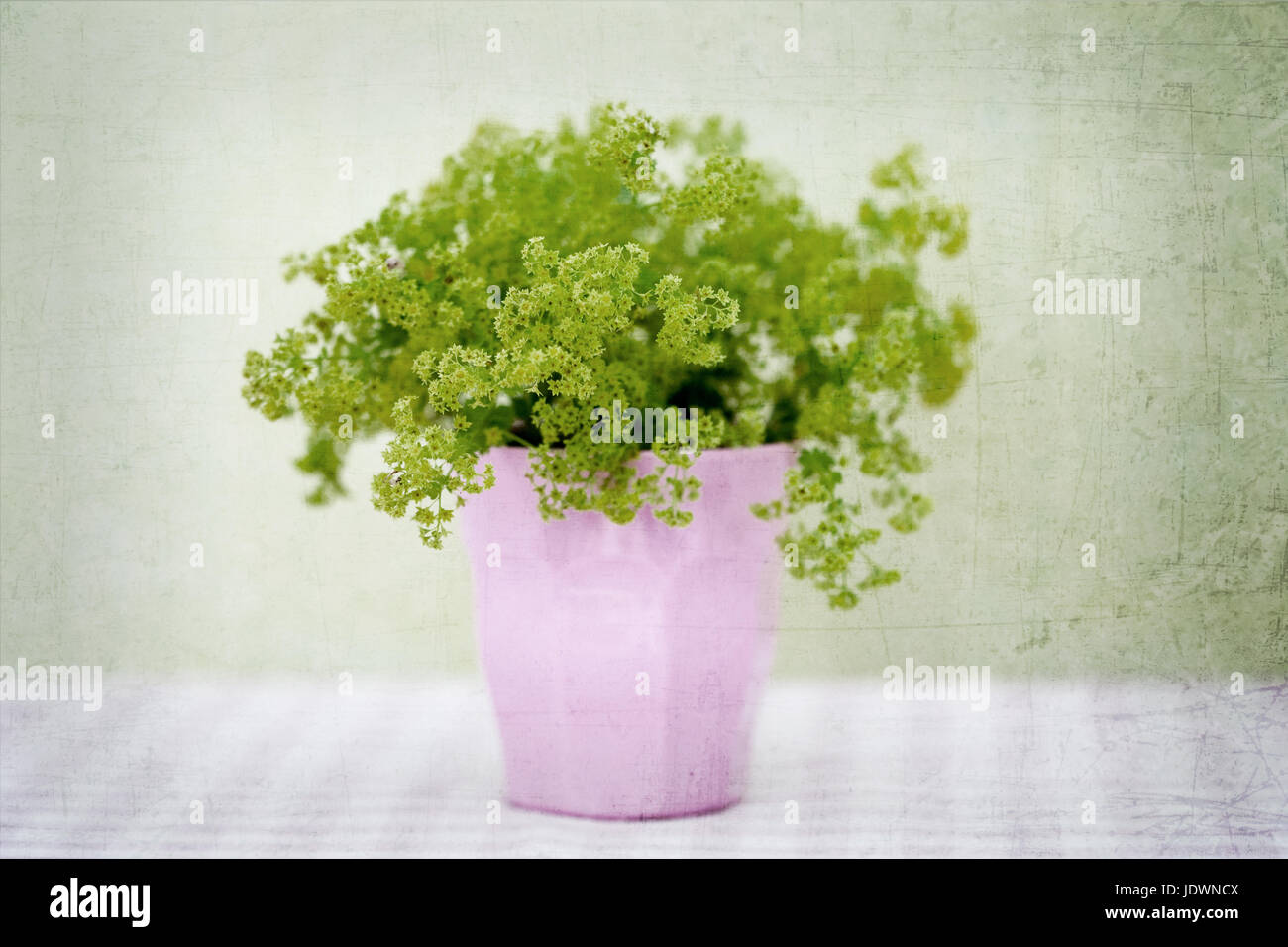 Fresh green flowers in pink pot. Stock Photo