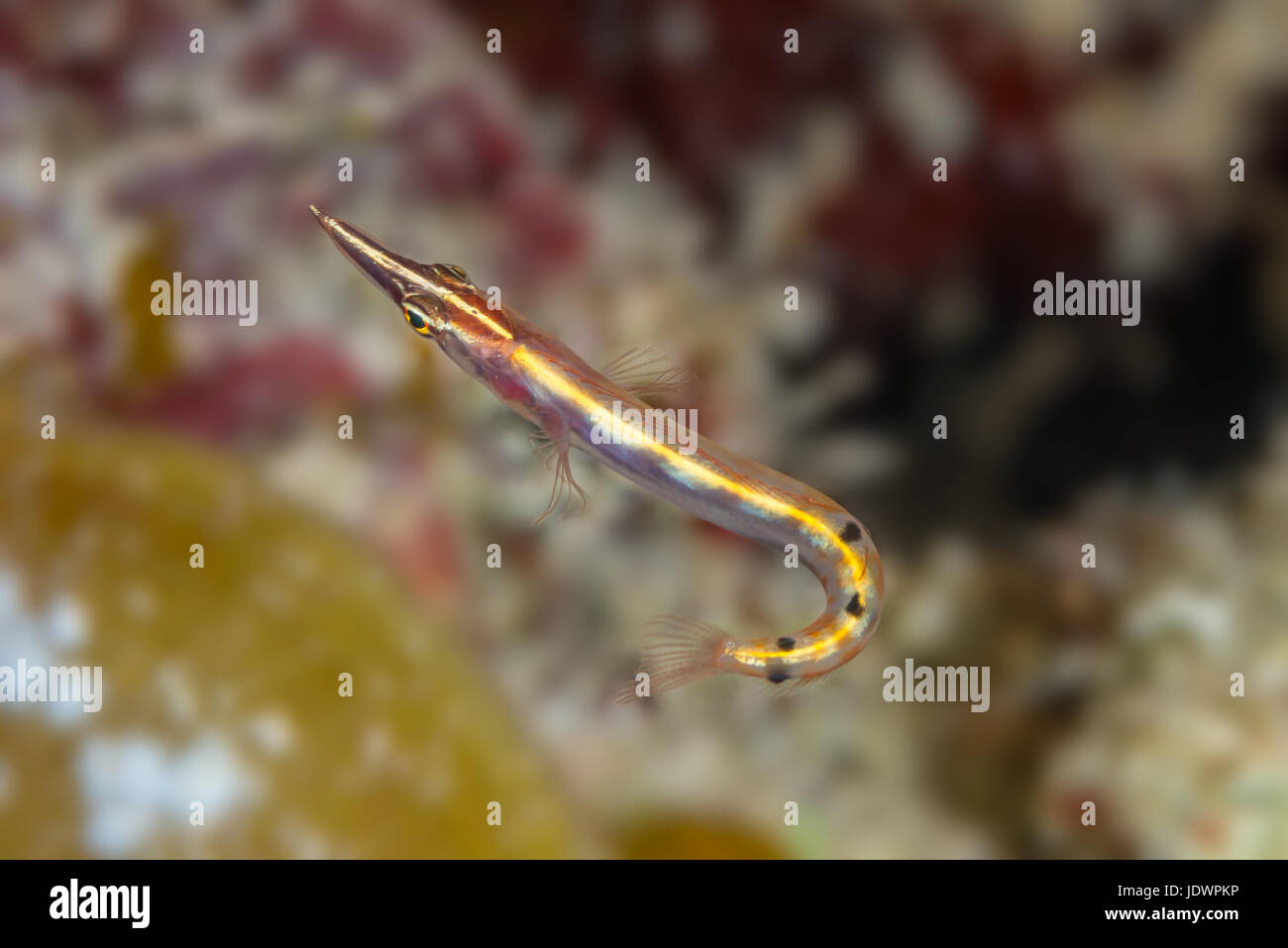 Arrow blenny (Lucayablennius zingaro) showing hooked tail, view from above. Bahamas, December Stock Photo