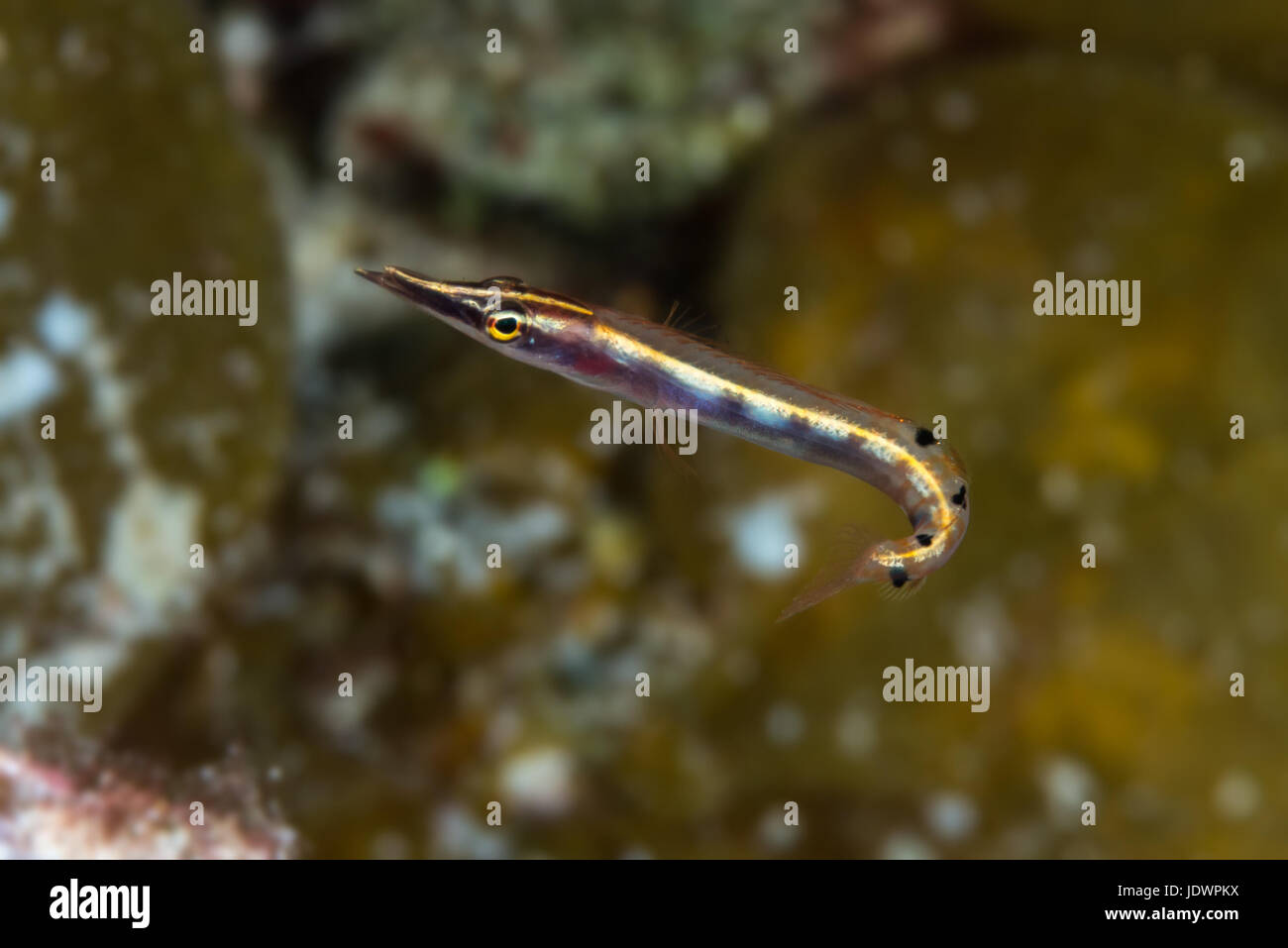 Arrow blenny (Lucayablennius zingaro) showing hooked tail, view from side, with mouth open. Bahamas, December Stock Photo