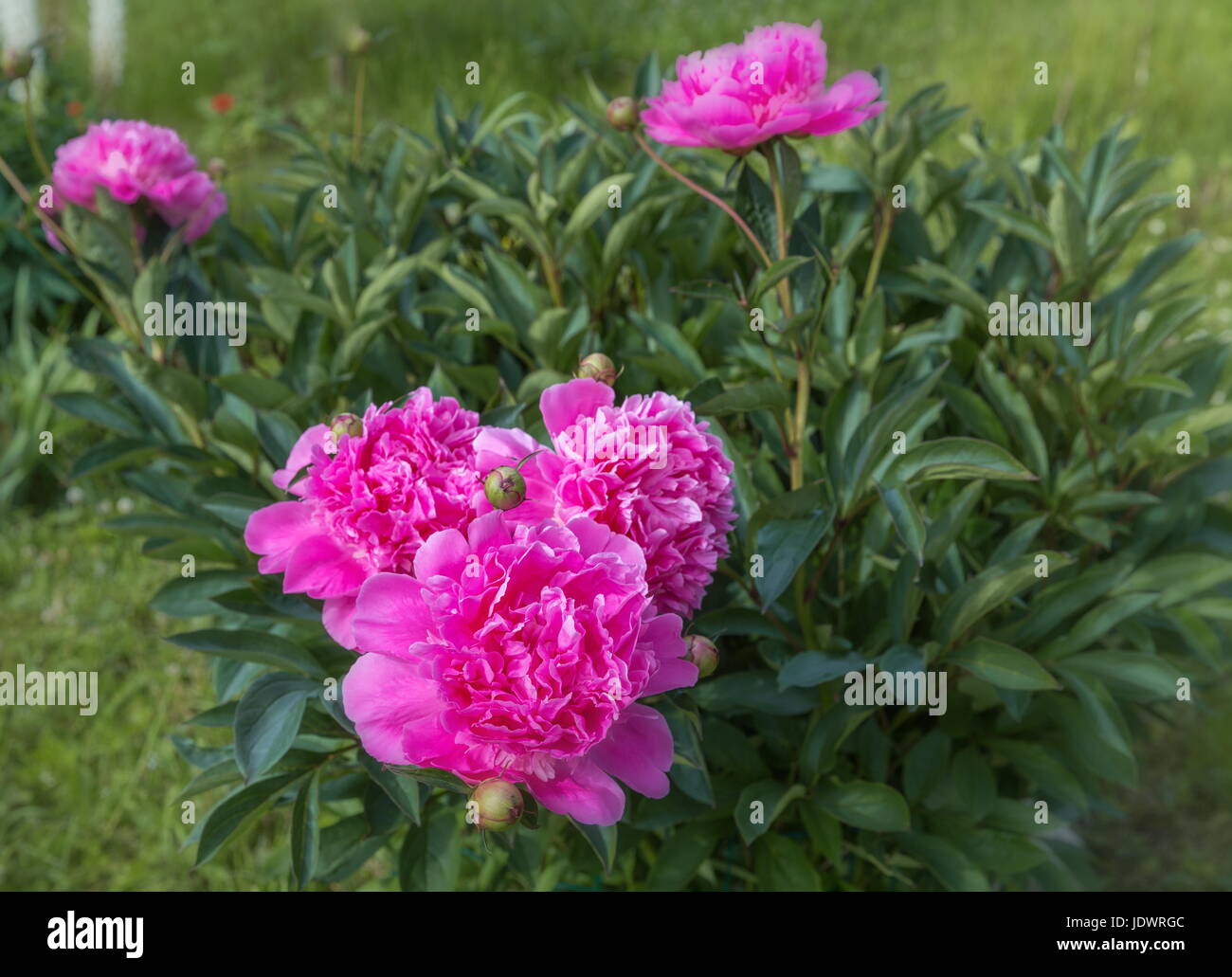 Beautiful pink peonies in the garden. Summer background Stock Photo - Alamy
