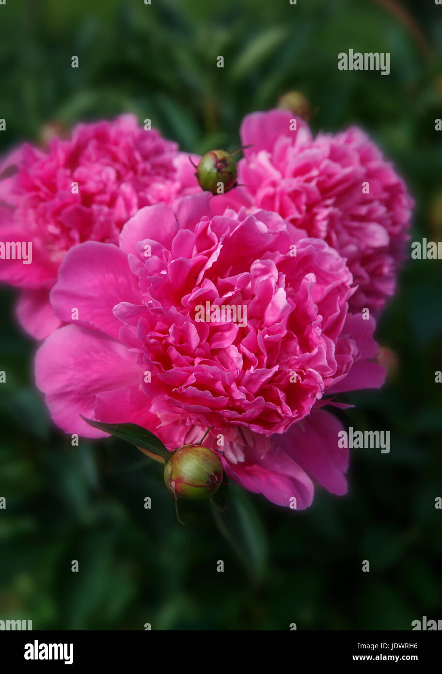 Beautiful pink peonies in the garden. Summer background Stock Photo - Alamy