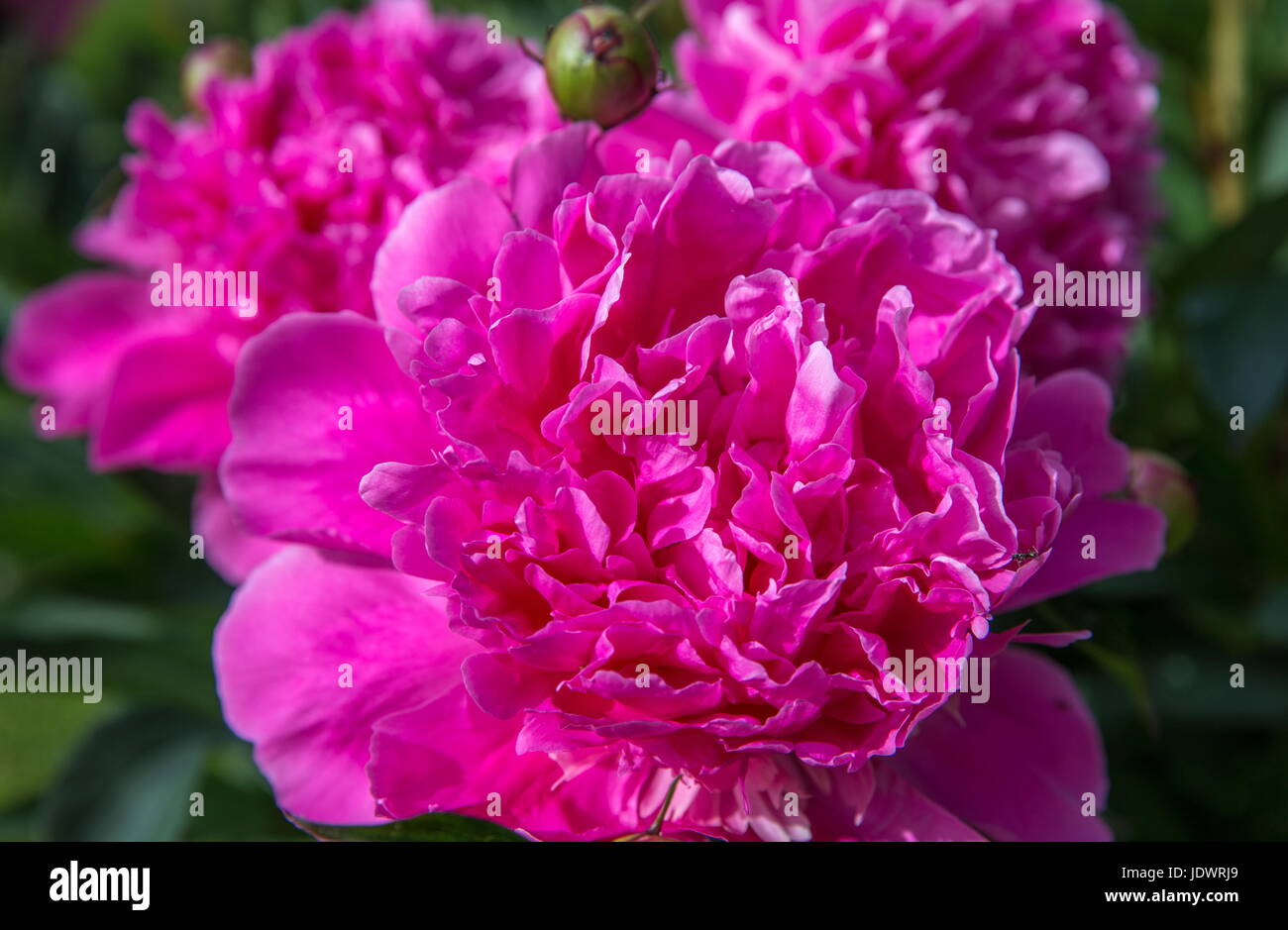 Beautiful pink peonies in the garden. Summer background Stock Photo - Alamy