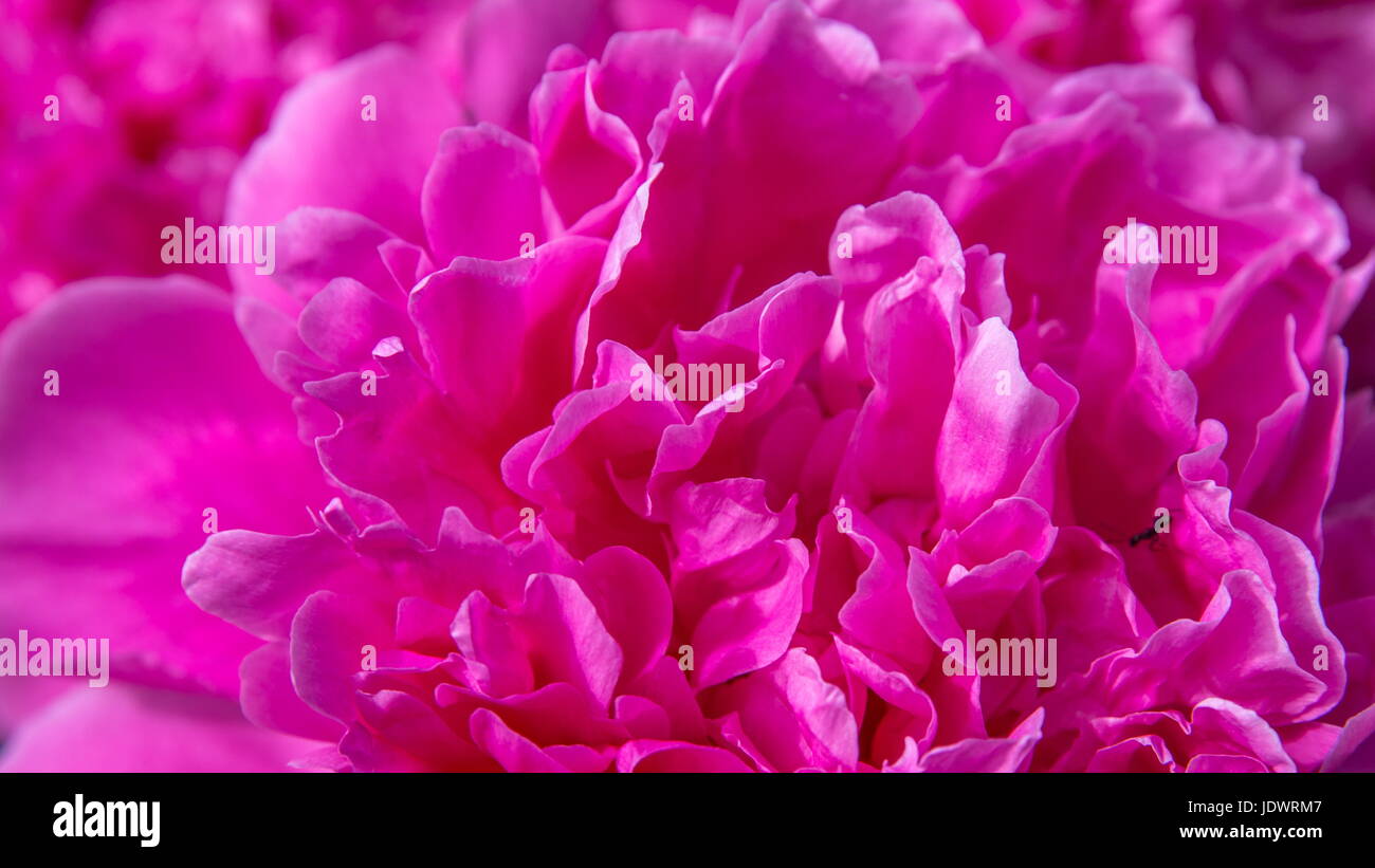 Beautiful pink peonies in the garden. Summer background Stock Photo - Alamy