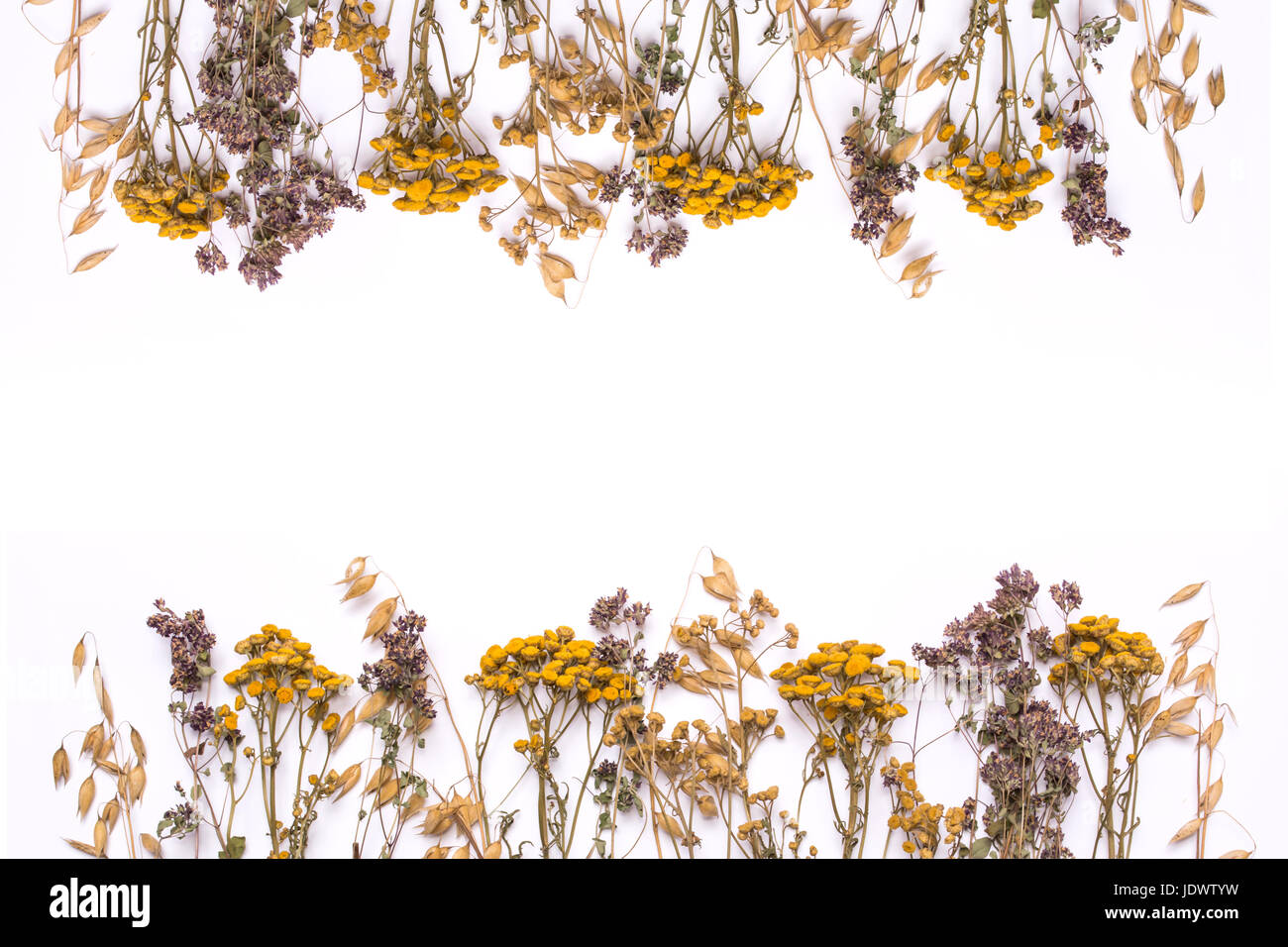 Flat lay border of dry branches of tansy and heather on a white background. Calluna vulgaris and Tanacetum view from above. Medical herb. Stock Photo