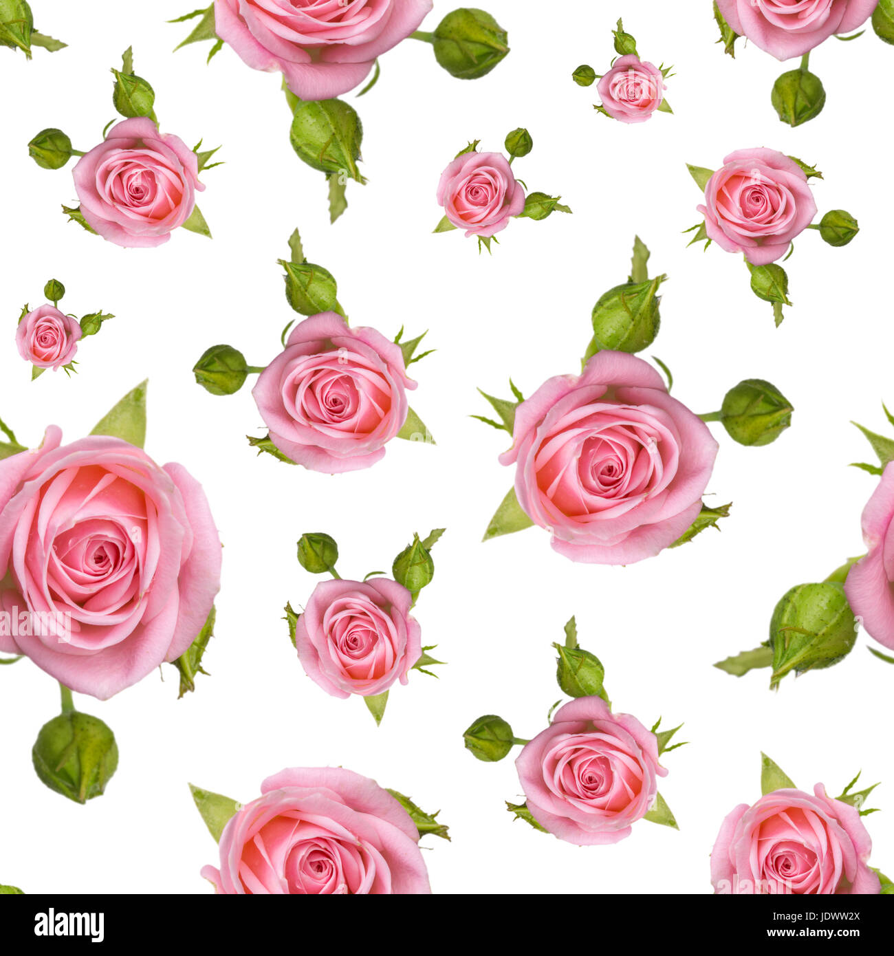 Seamless pattern with a pink roses on a white background. Background ...