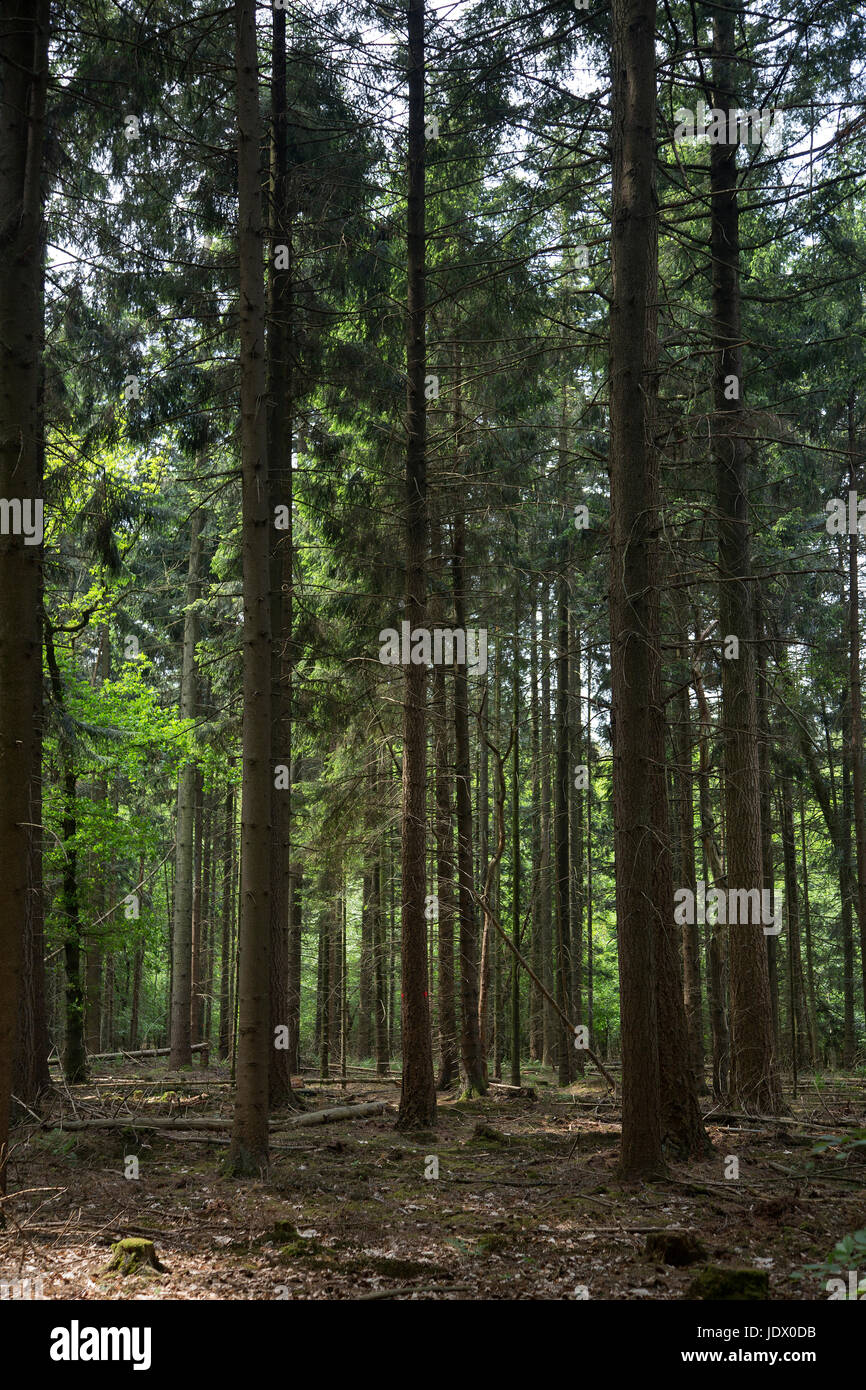 Spruce forest (Picea abies) Stock Photo
