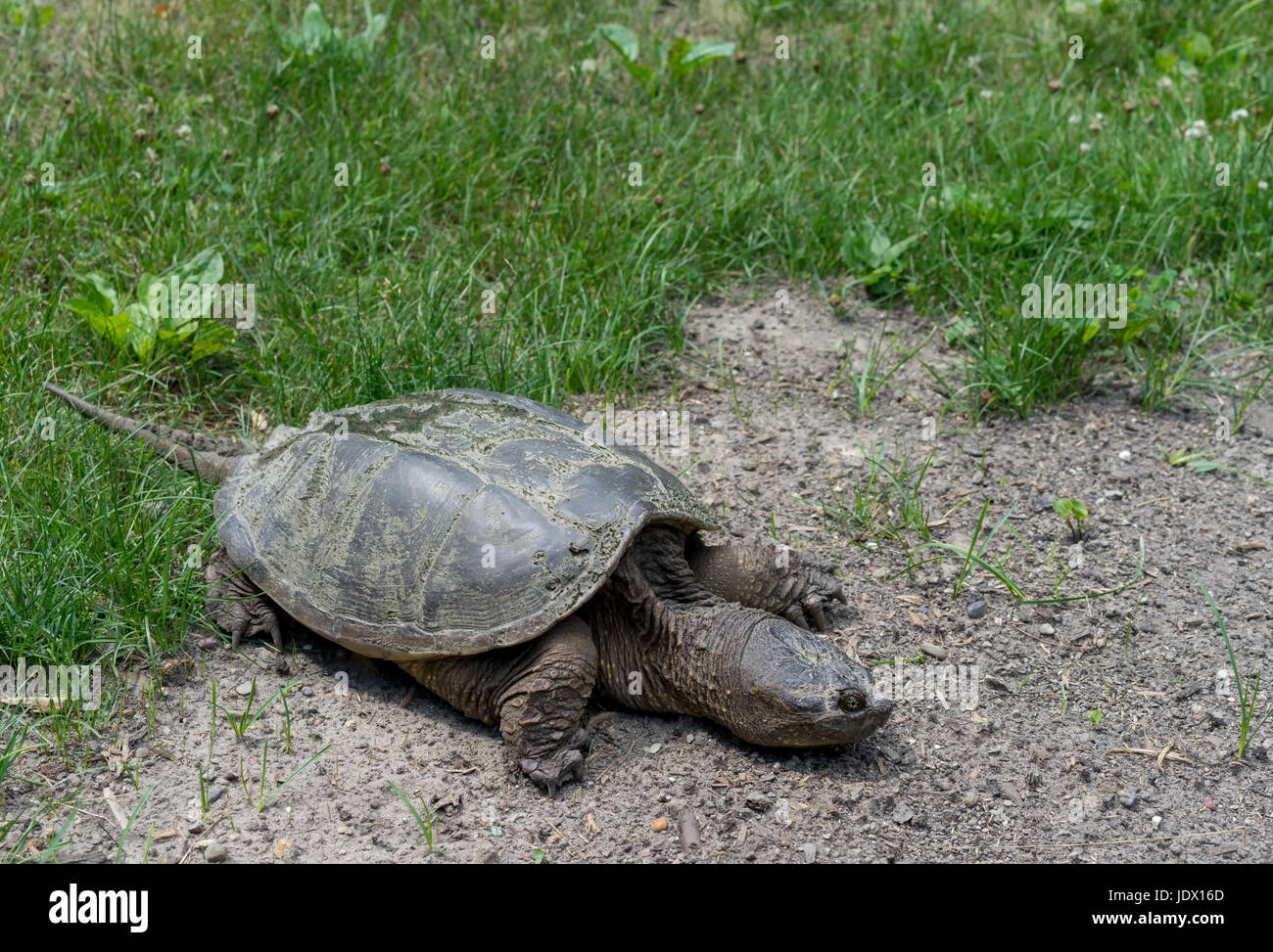 A turtle resting in a park Stock Photo