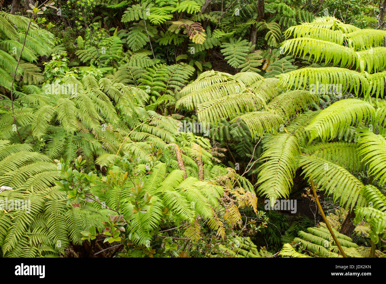 Vines tree canopy trees hires stock photography and images Alamy