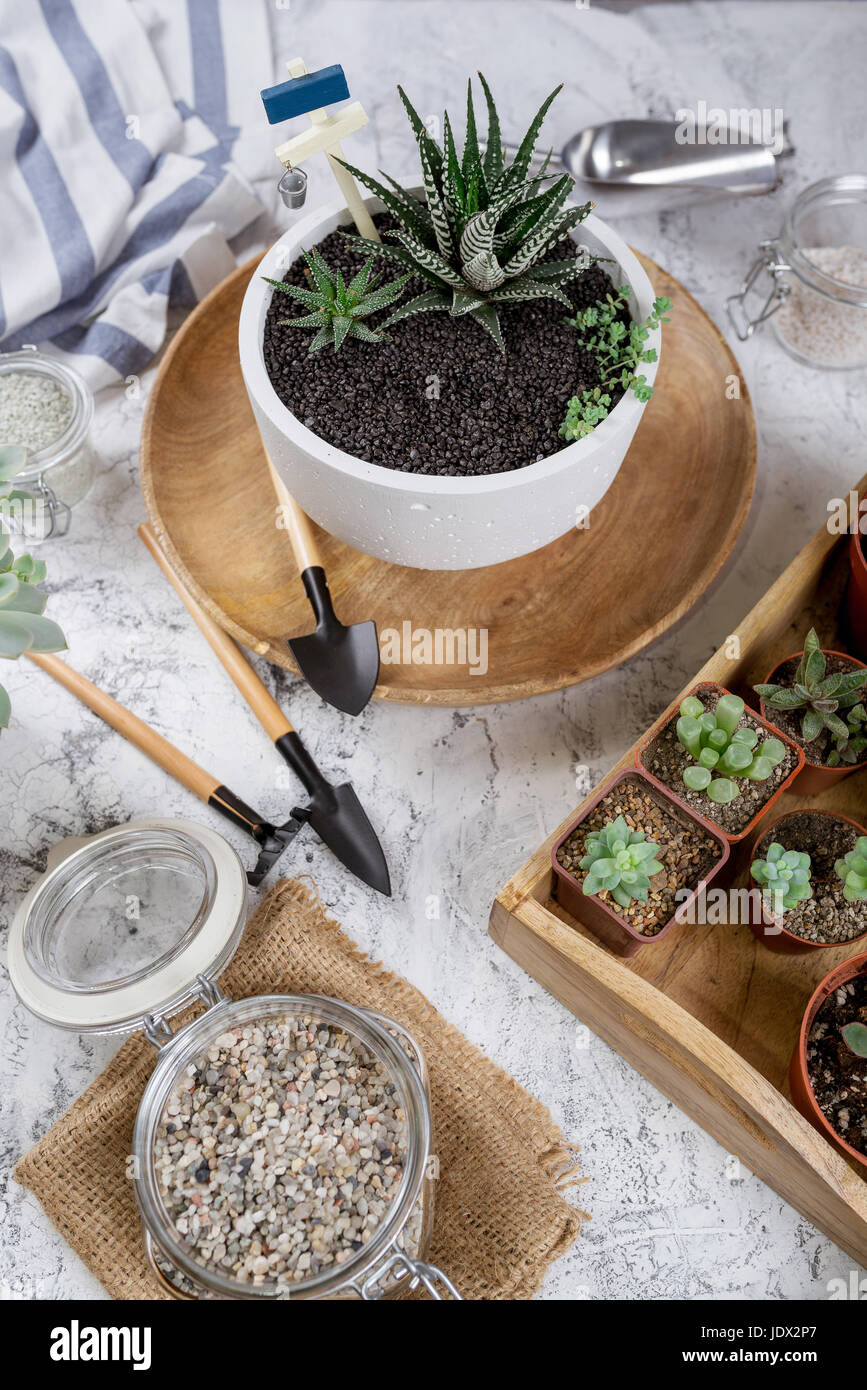 Succulents mini garden in the white pot. Bright composition Stock Photo