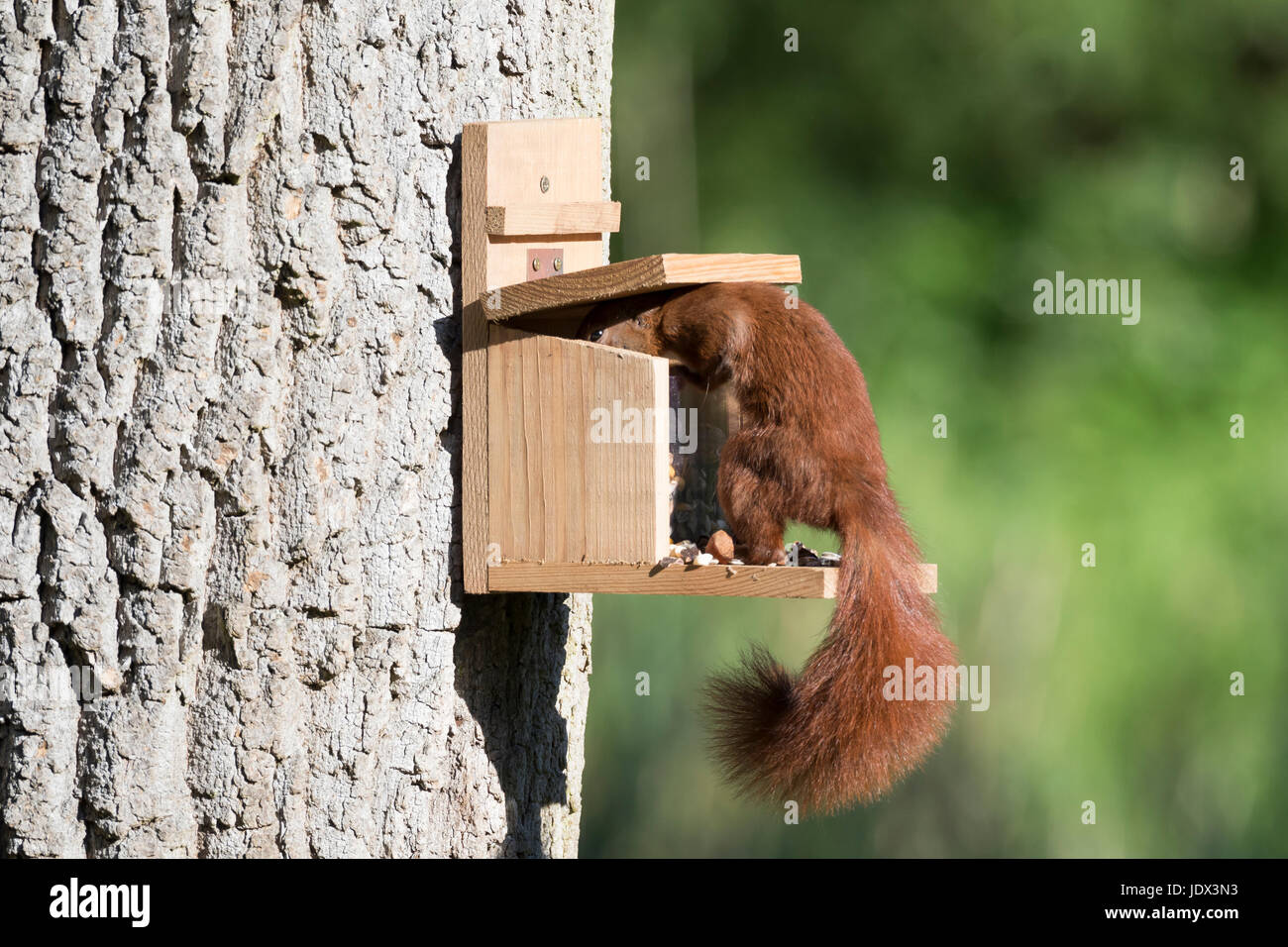 Eichhörnchen holt sich Futter aus einem Futterkasten, Fütterung, füttern,  Eichhörnchen-Futterhaus, Eichhörnchen-Futterkasten, Eichhörnchen-Futterautom  Stock Photo - Alamy