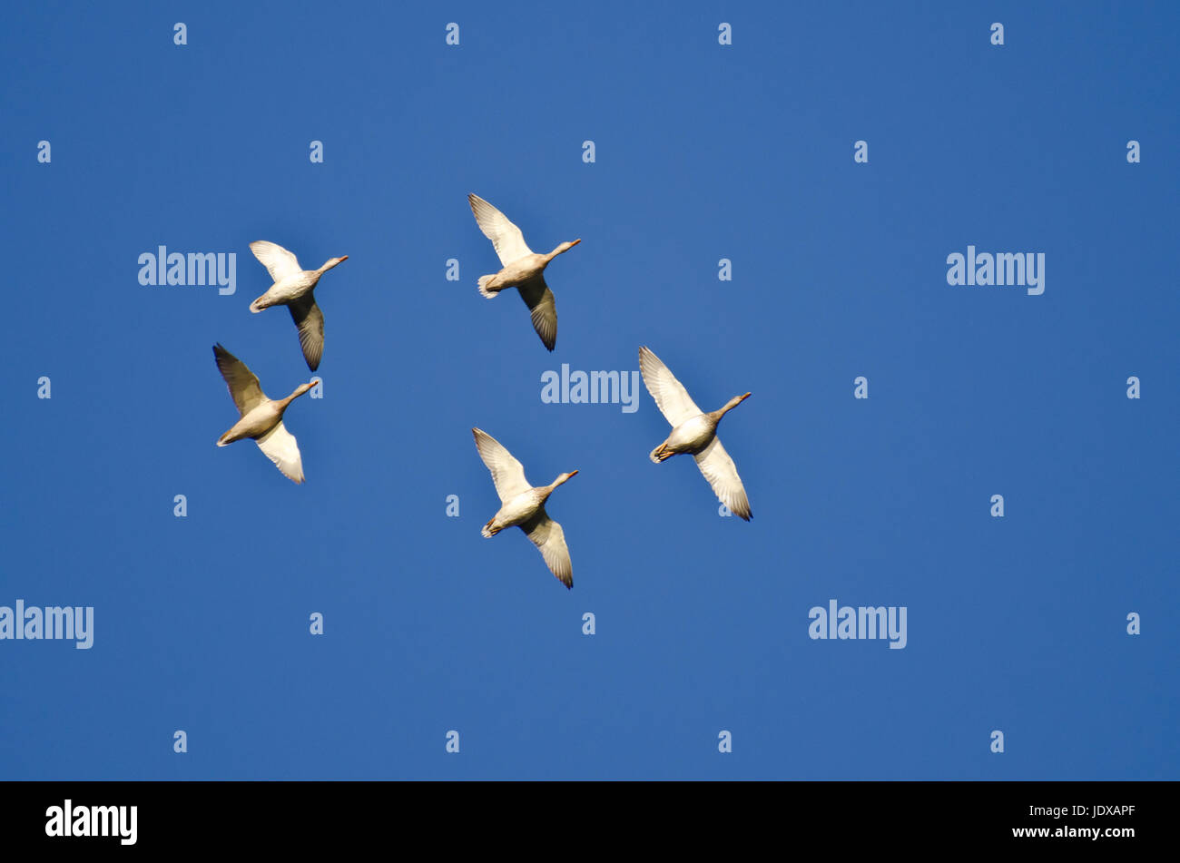 Five Mallard Ducks Flying in a Blue Sky Stock Photo - Alamy