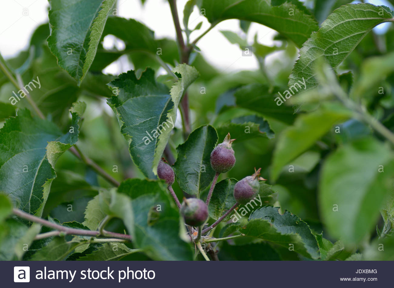 Kleiner Garten High Resolution Stock Photography And Images Alamy