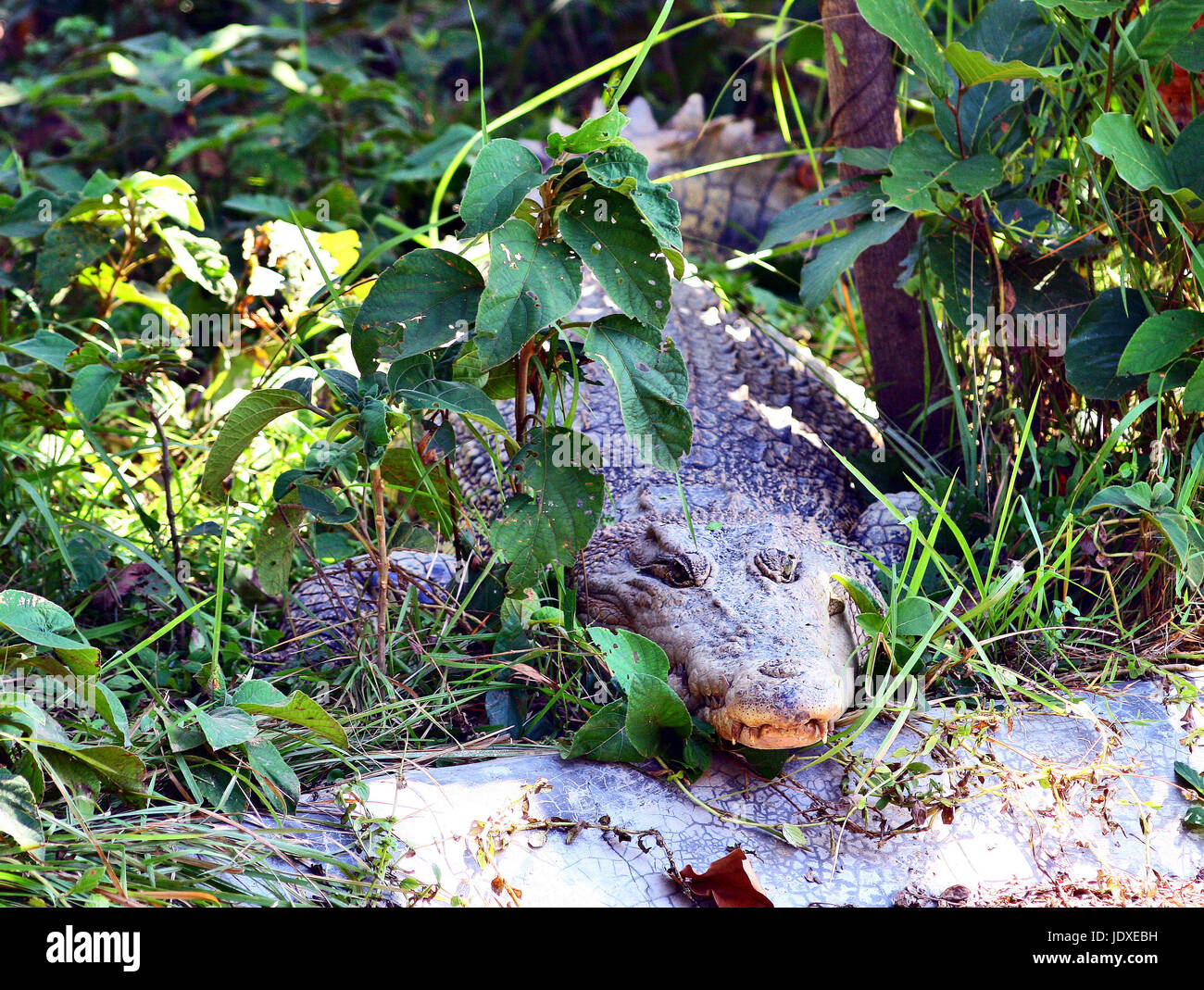 sundarban of bangladesh is a virgin store house of natural biodiversity . its the largest mangrove forest in the world where found the world famous wi Stock Photo - Alamy sundarban of bangladesh is a virgin store house of natural biodiversity . its the largest mangrove forest in the world where found the world famous wi Stock Photo - Alamy