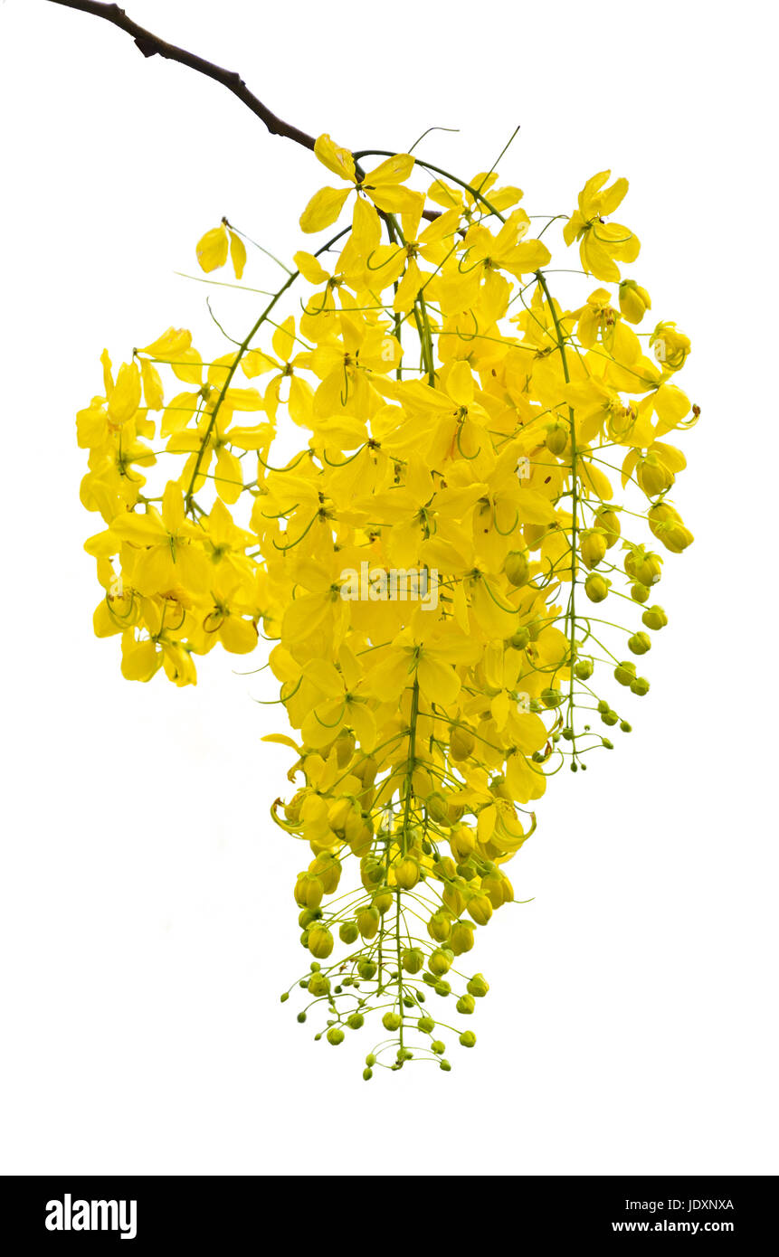 Cassia fistula flower hires stock photography and images  Alamy