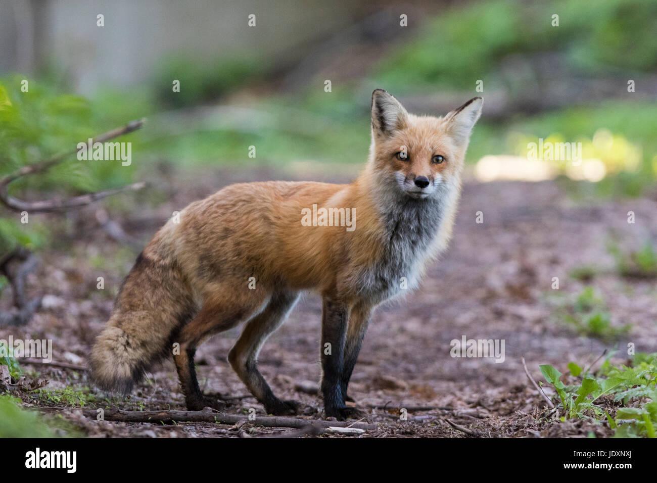 Female red fox in spring Stock Photo Alamy