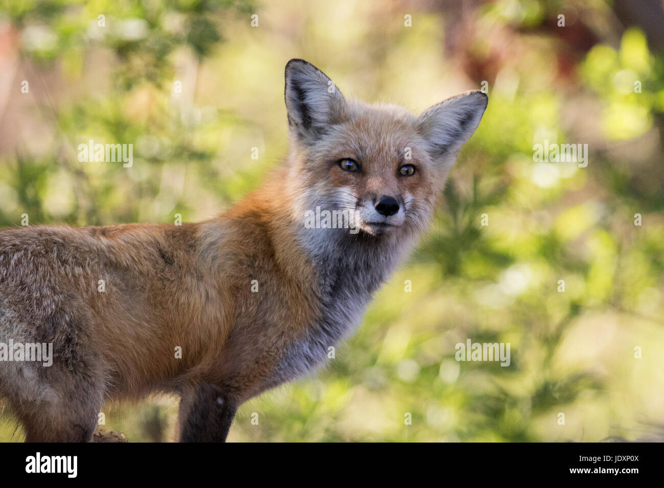 Female red fox in spring Stock Photo Alamy