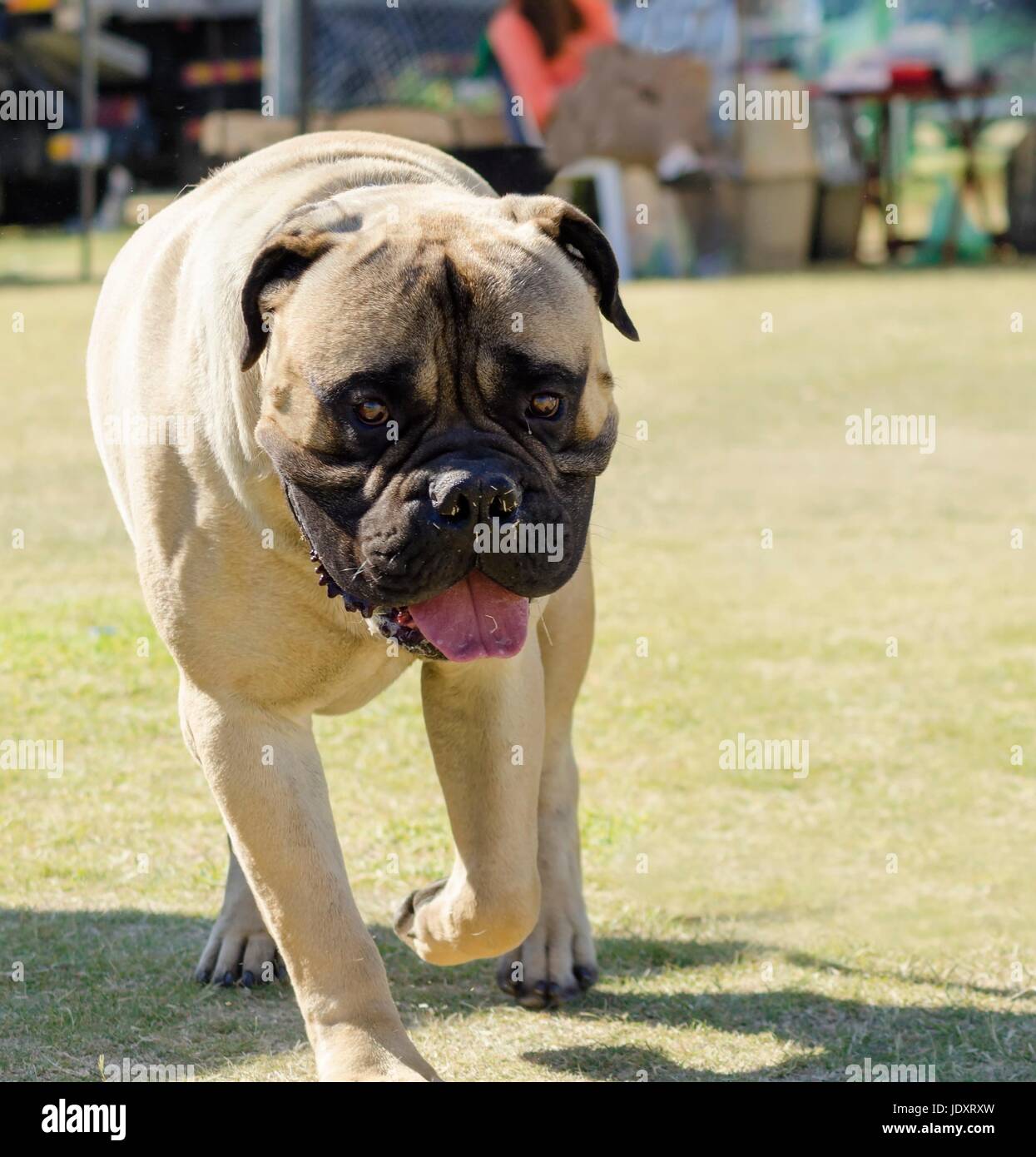 A portrait view of a young, beautiful red fawn, medium sized Bullmastiff dog walking on the grass. The Bullmastiff is a powerfully built animal with great intelligence and a willingness to please. Stock Photo