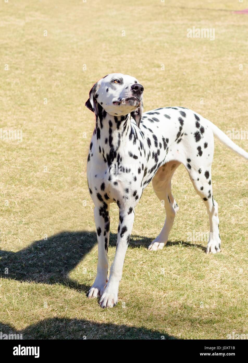 A young beautiful Dalmatian dog standing on the lawn distinctive for its white and black spots on its coat and for being alert, active and an intelligent breed. Stock Photo