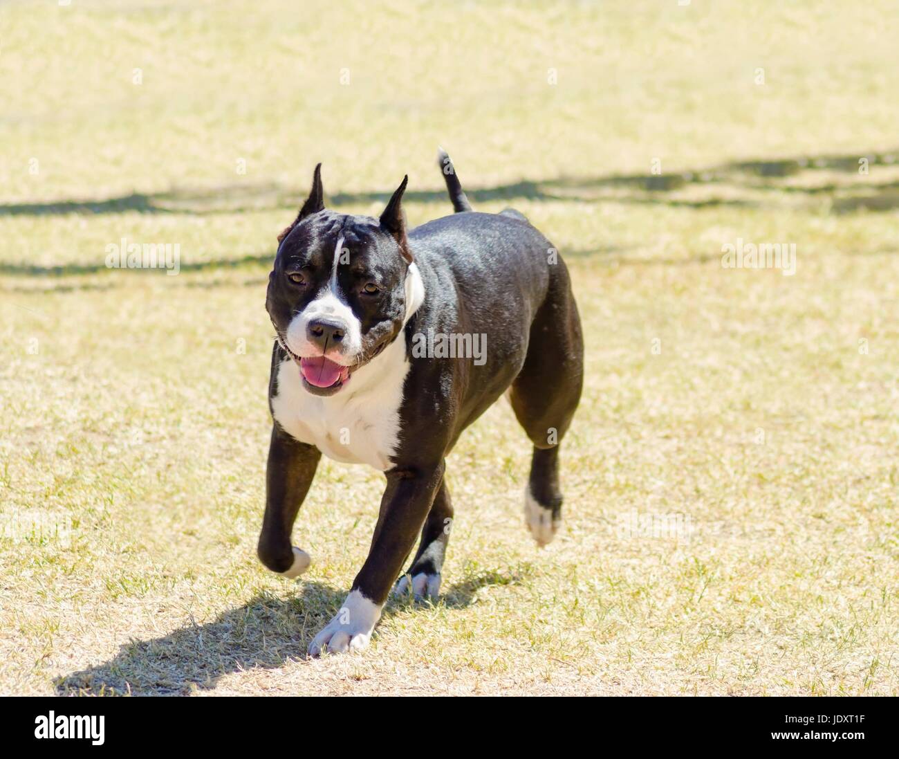 A small, young, beautiful, black and white American Staffordshire Terrier walking on the grass looking playful and cheerful. Its ears are cropped. Stock Photo