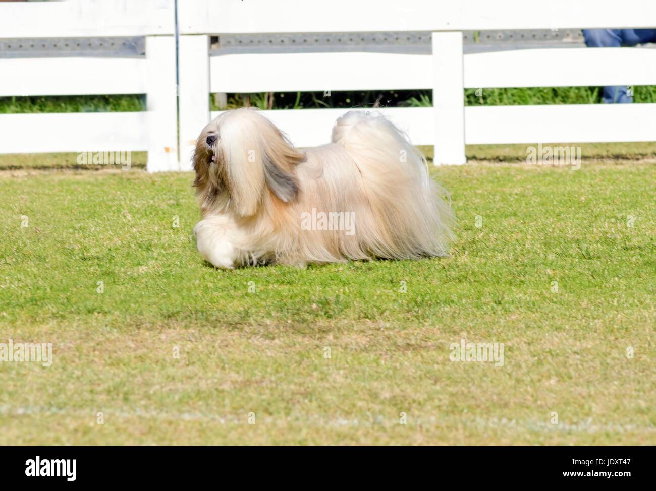 A profile view of a small young light tan, fawn, beige, gray and white Lhasa Apso dog with a long silky coat running on the grass. The long haired, bearded Lasa dog has heavy straight long coat and is a companion dog. Stock Photo