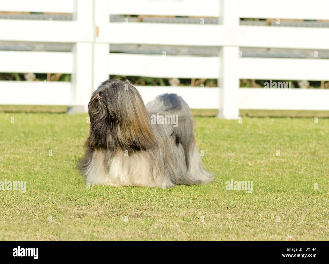 A small young light tan, fawn, beige, gray and white Lhasa Apso dog with a long silky coat standing on the grass. The long haired, bearded Lasa dog has heavy straight long coat and is a companion dog. Stock Photo
