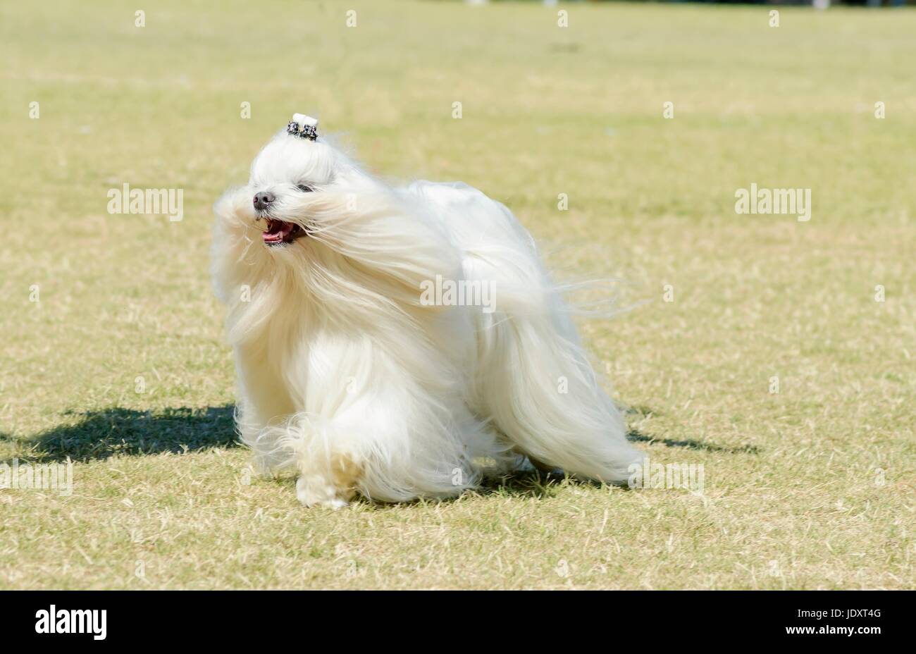 A view of a small, young and beautiful Maltese show dog with long white