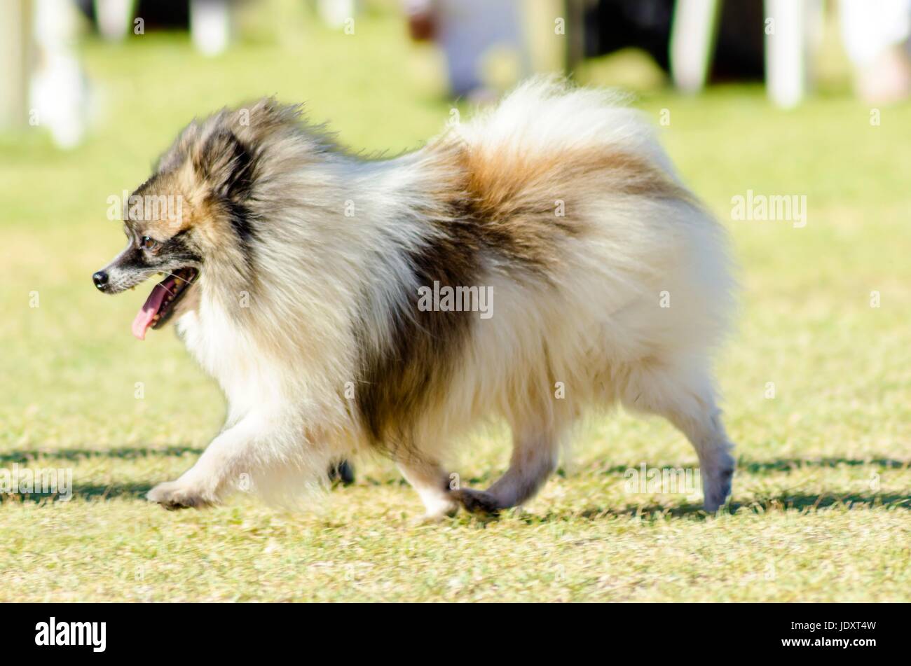 small black and white fluffy dog