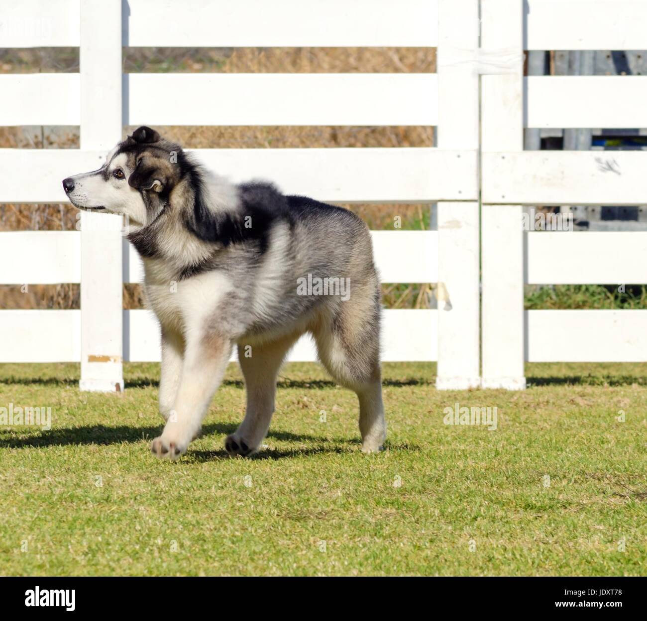 A profile view of a young beautiful black and white Siberian Husky puppy dog walking on the grass, known for their amazing endurance and willingness to work.They look like wolves. Stock Photo