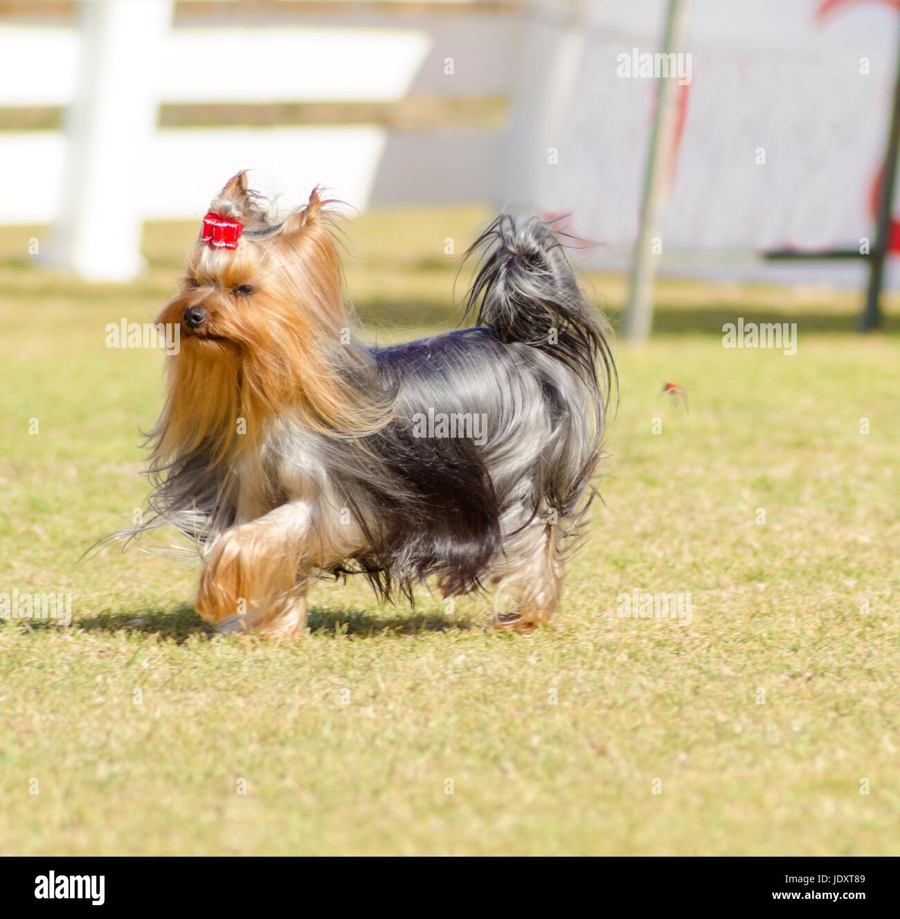 A small gray black and tan Yorkshire Terrier dog walking on the grass, with its head coat braided. The yorkie is a companion dog with glossy, fine, silky and straight hair with hypoallergenic coat. Stock Photo
