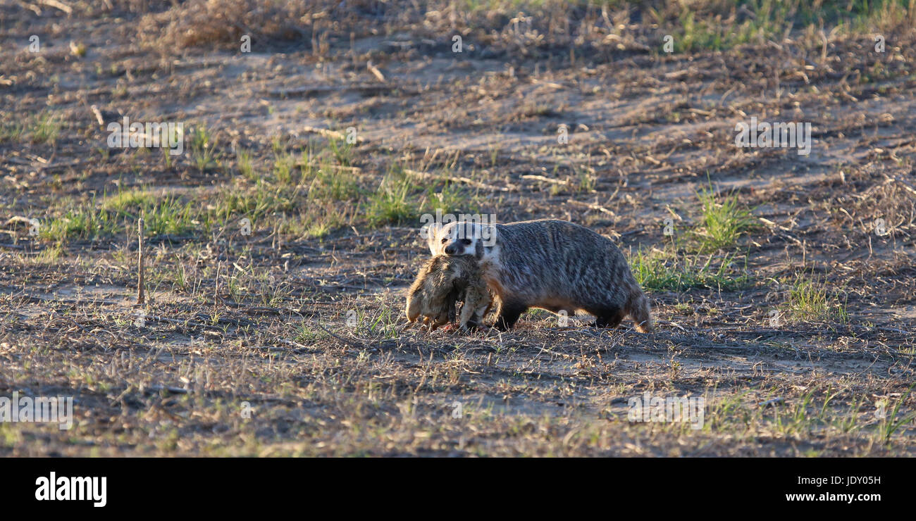 American Badger Hunting