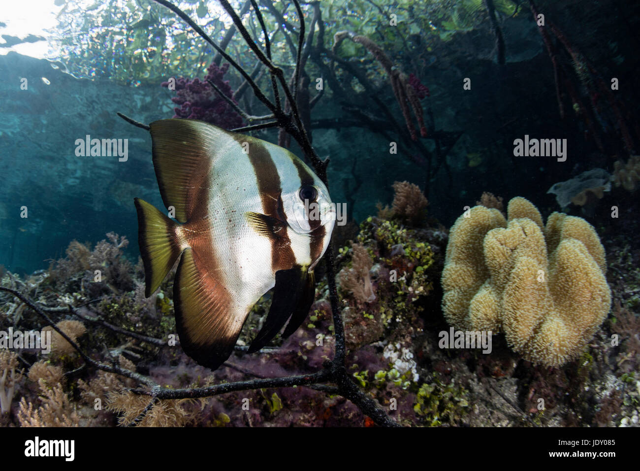 Longfin Batfish in Mangroves, Platax teira, Raja Ampat, West Papua, Indonesia Stock Photo