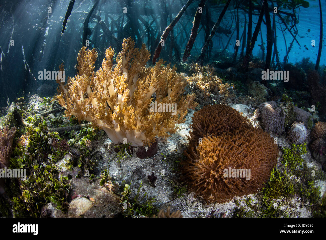 Corals growing in Mangroves, Litophyton arboreum, Raja Ampat, West Papua, Indonesia Stock Photo