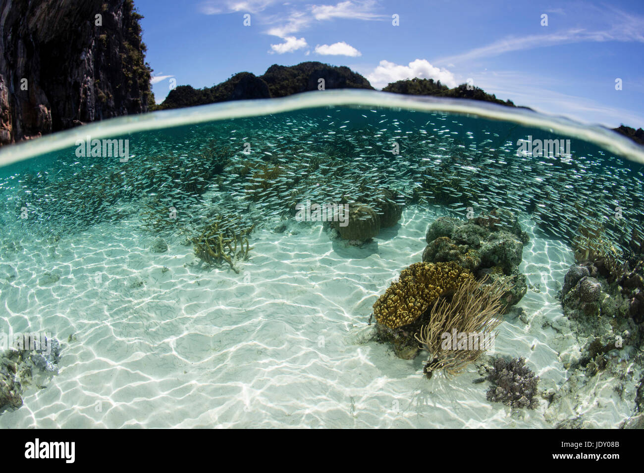 Silversides schooling in shallow Waters, Atherinidae, Raja Ampat, West Papua, Indonesia Stock Photo