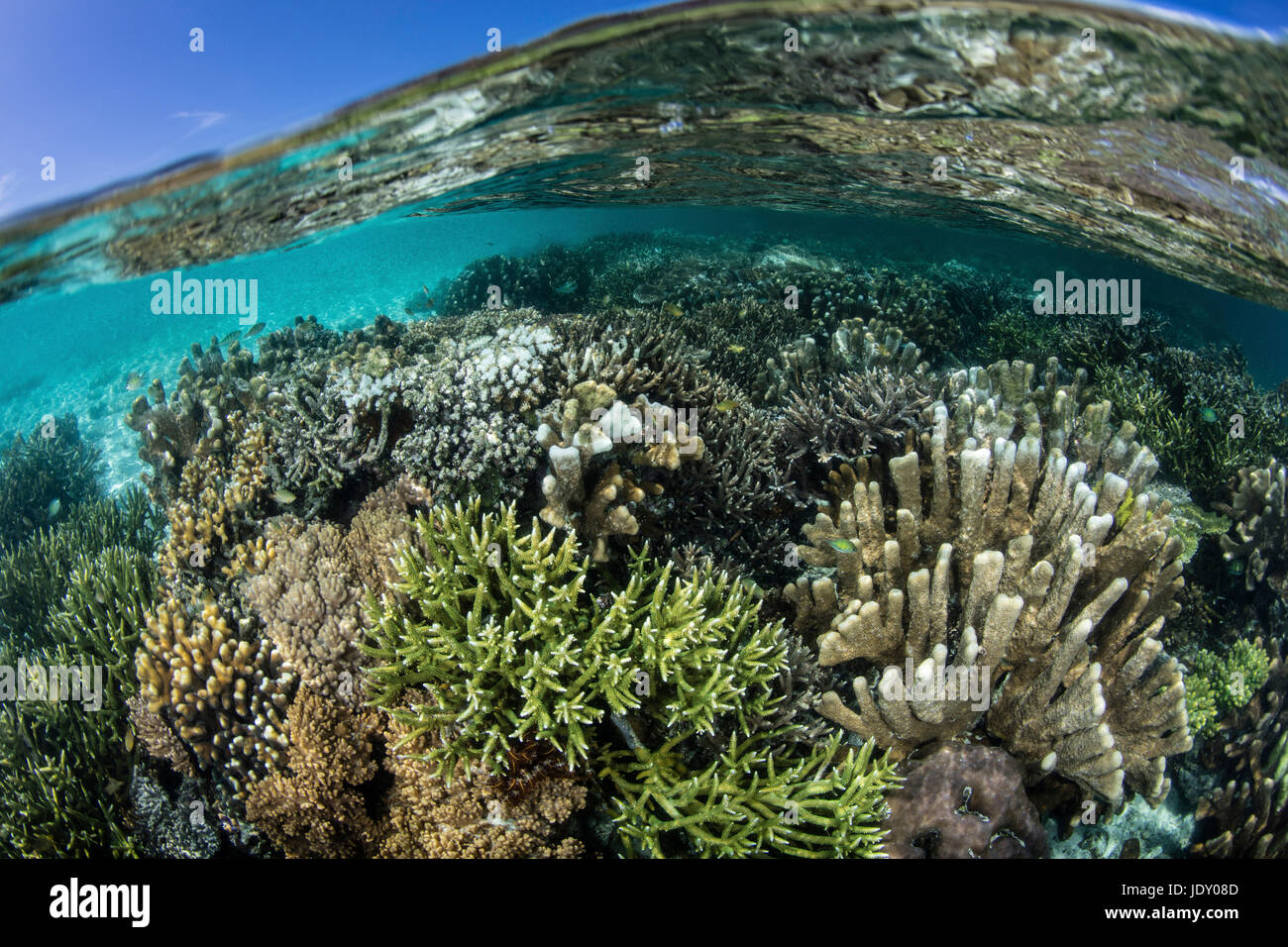 Corals growing on Reef Top, Raja Ampat, West Papua, Indonesia Stock Photo