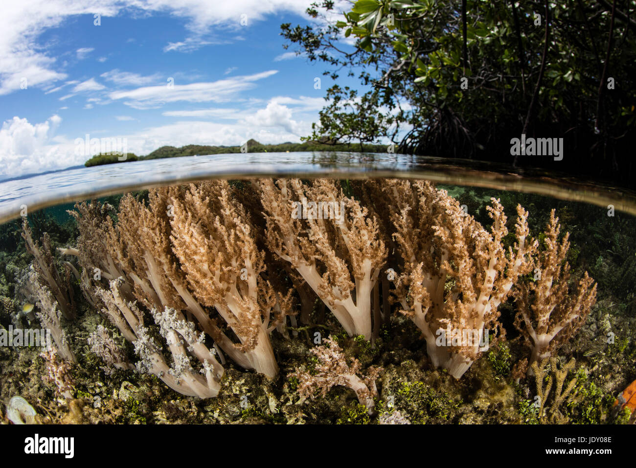 Corals growing on Reef Top, Raja Ampat, West Papua, Indonesia Stock Photo